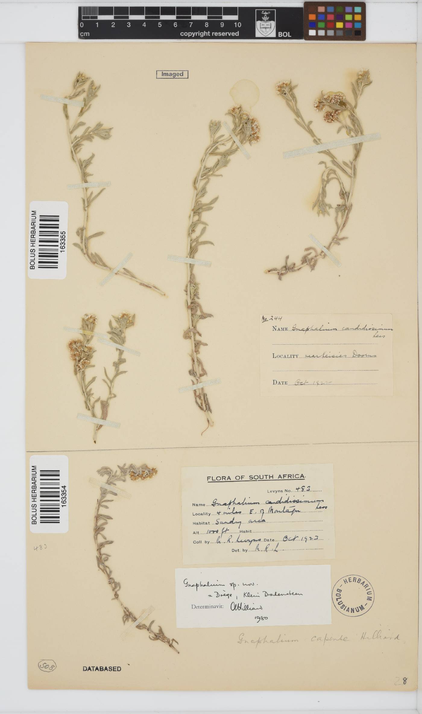 Gnaphalium capense image