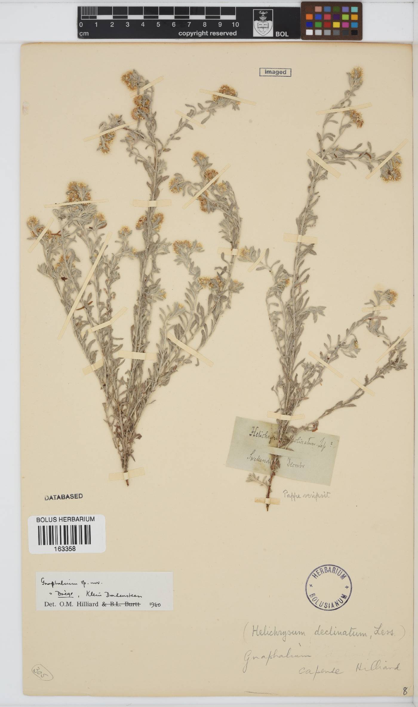 Gnaphalium capense image