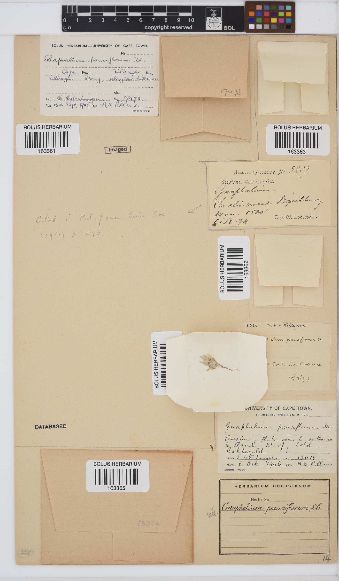 Gnaphalium pauciflorum image