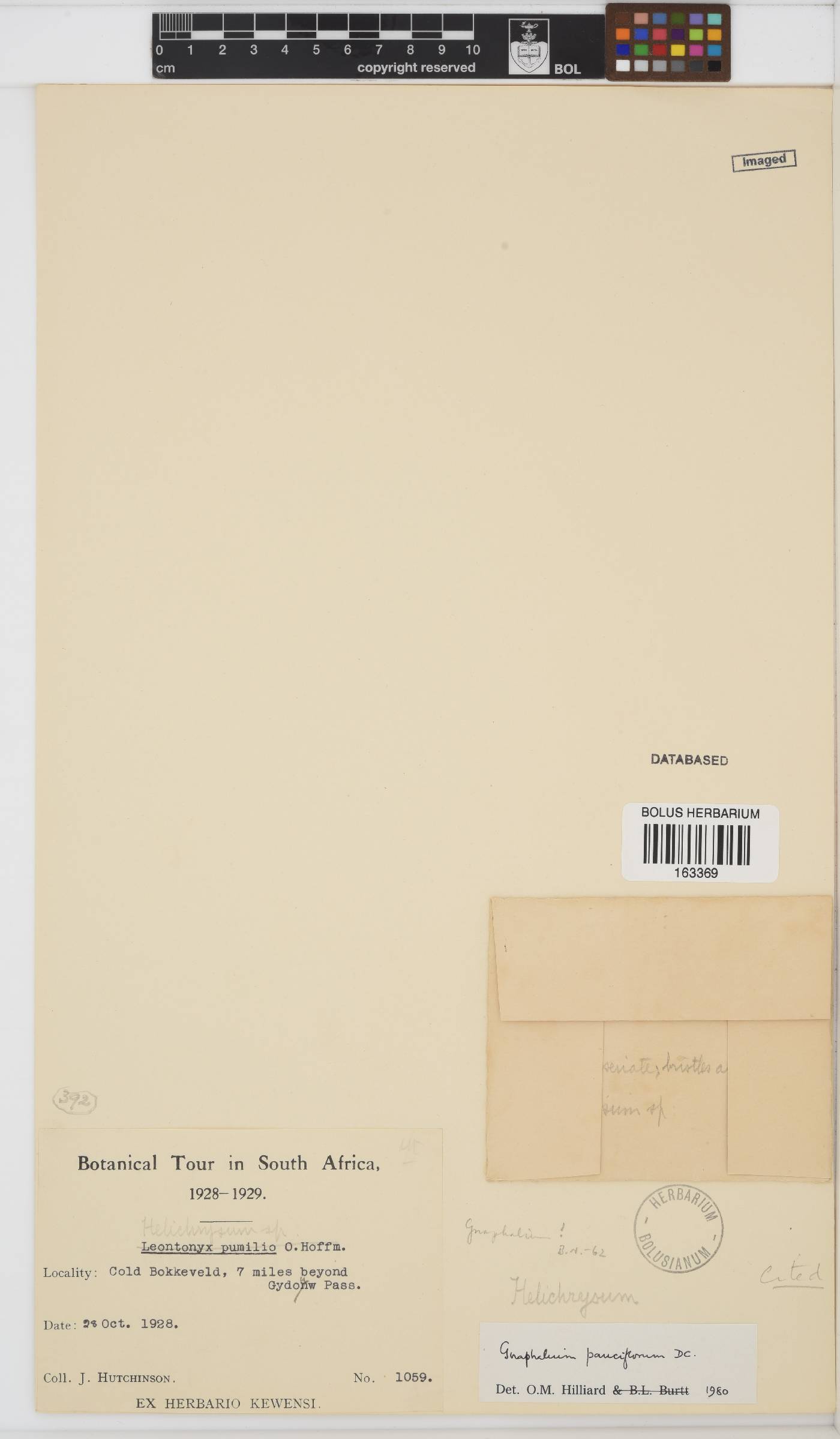 Gnaphalium pauciflorum image