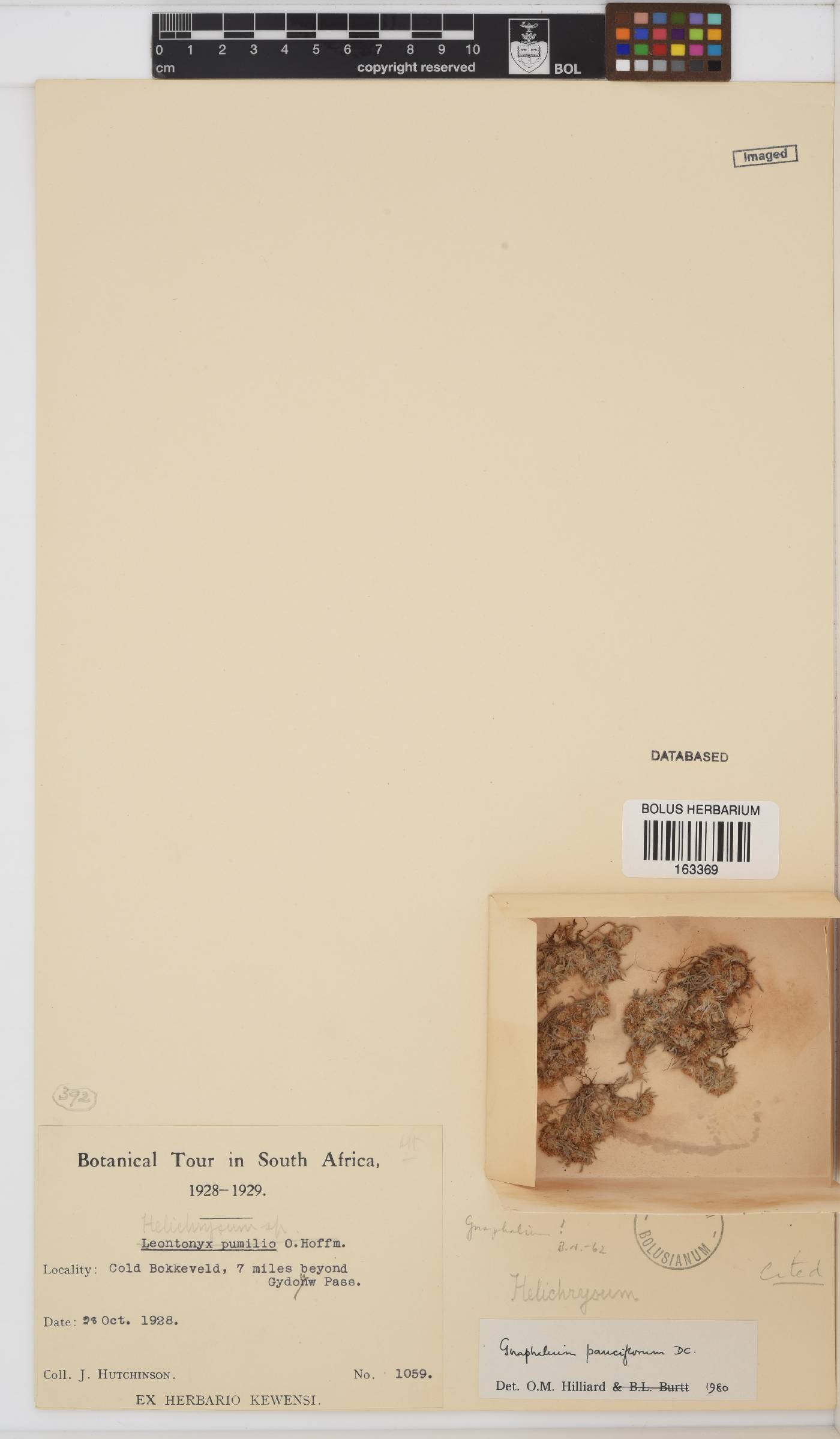 Gnaphalium pauciflorum image