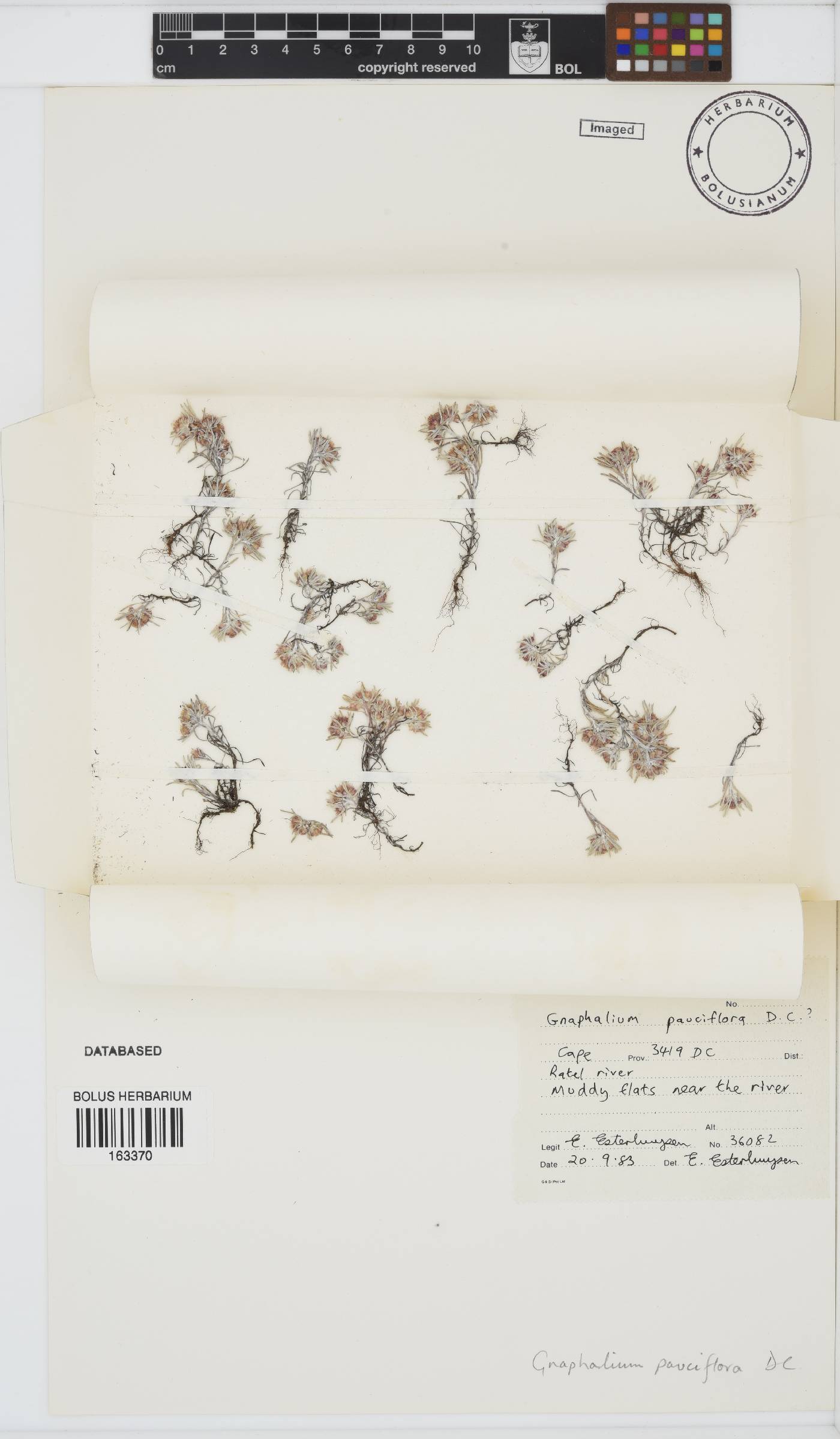Gnaphalium pauciflorum image