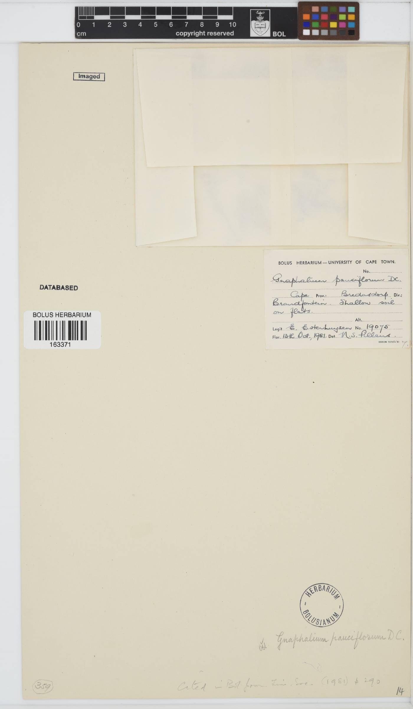 Gnaphalium pauciflorum image