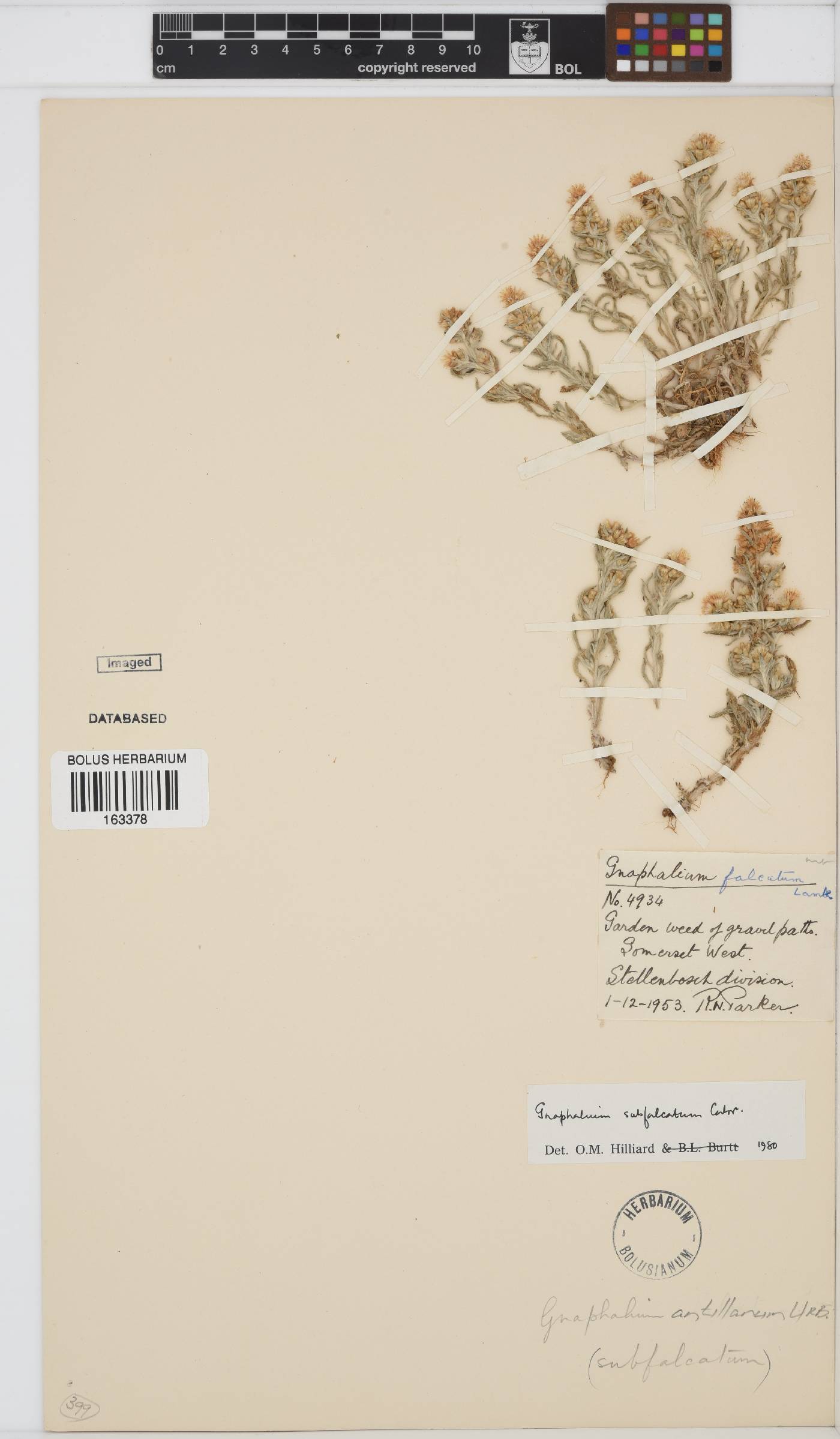 Gamochaeta antillana image