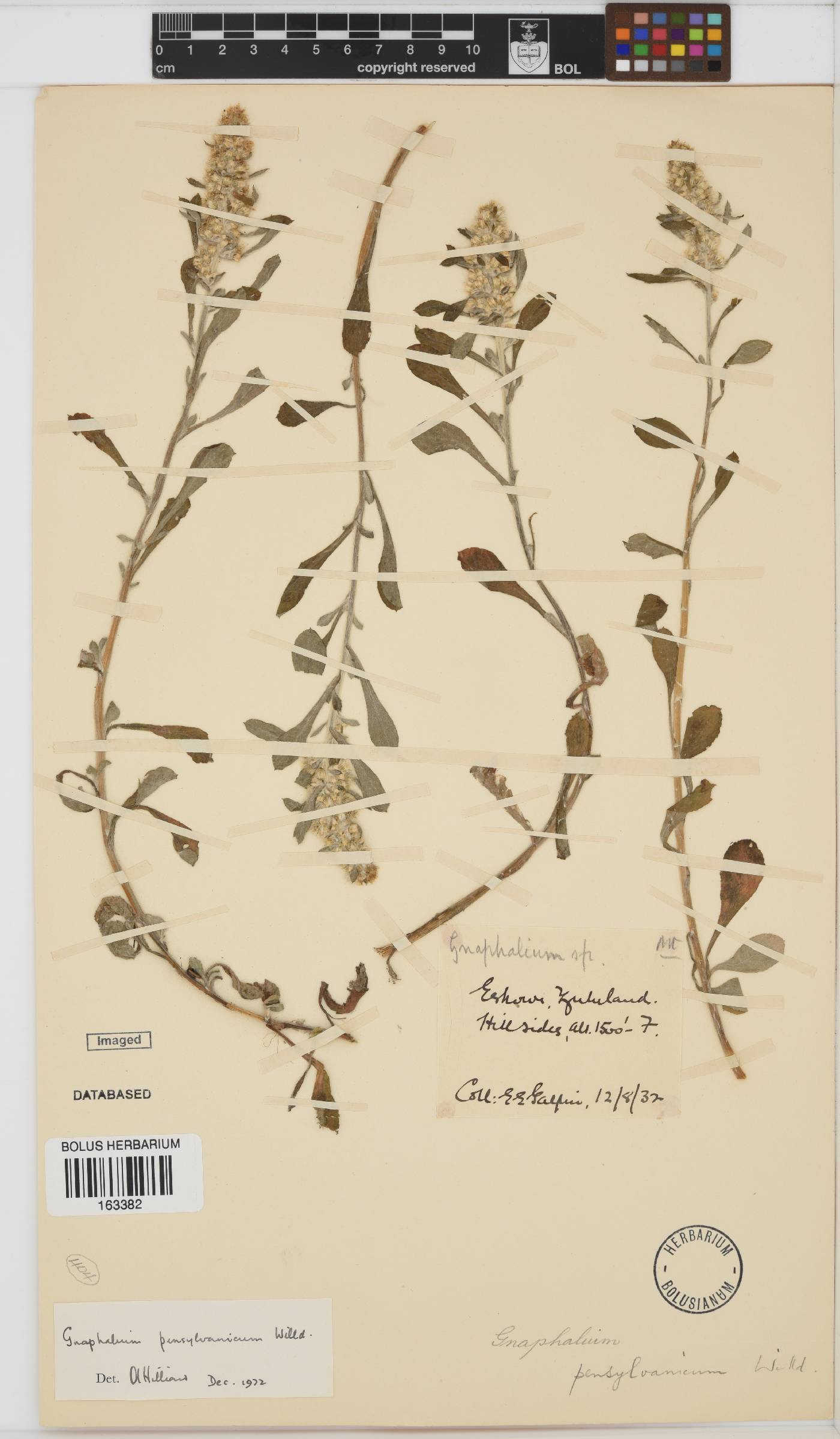 Gamochaeta pensylvanica image