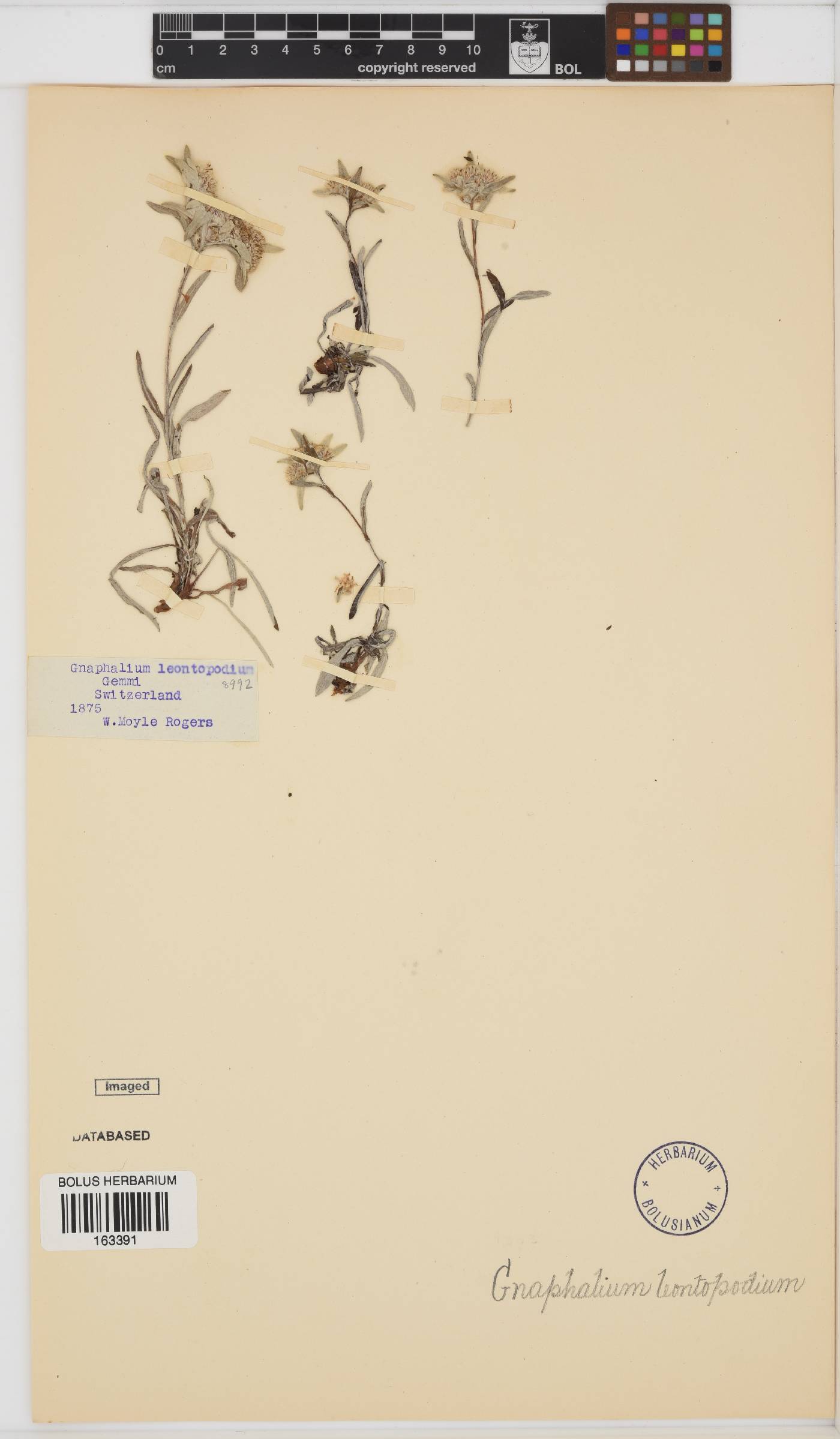 Leontopodium image