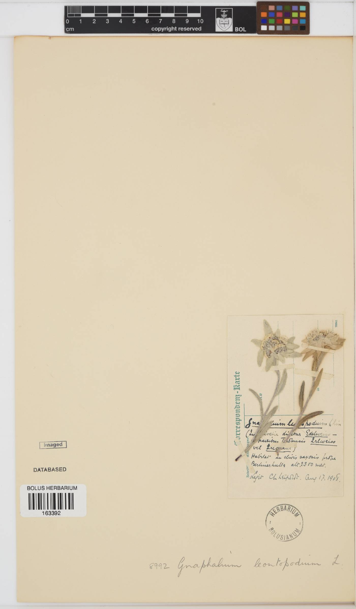 Leontopodium nivale image