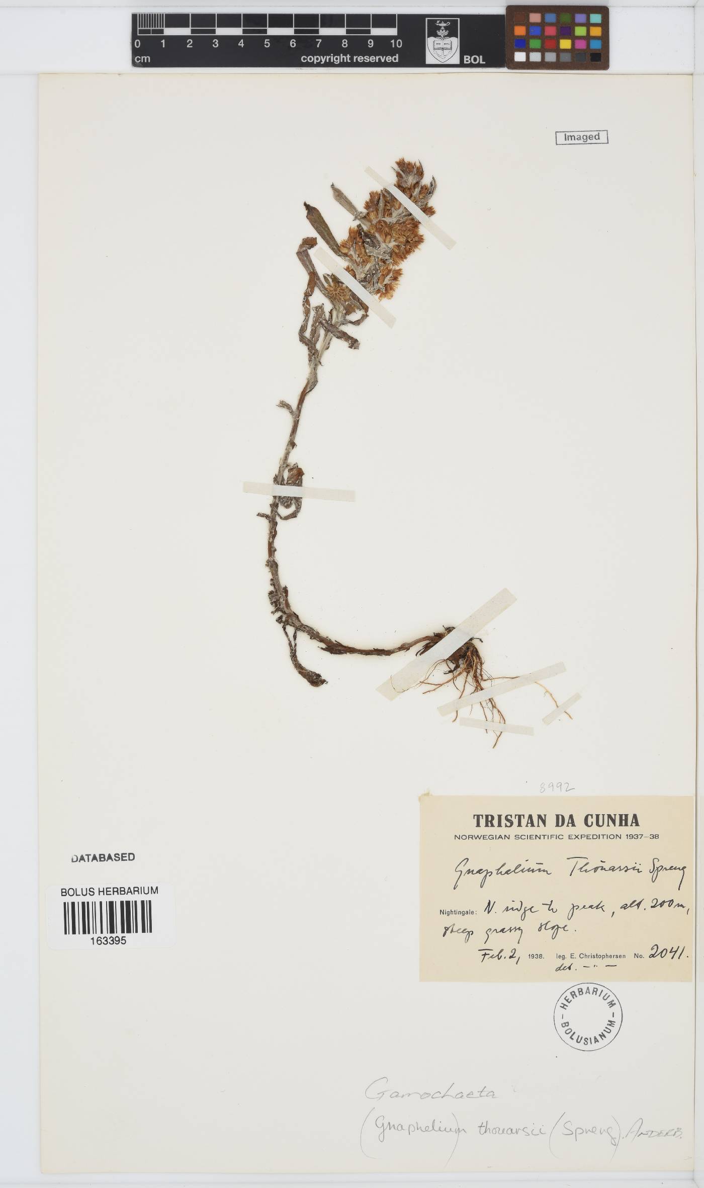 Gamochaeta thouarsii image