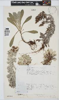 Gamochaeta thouarsii image