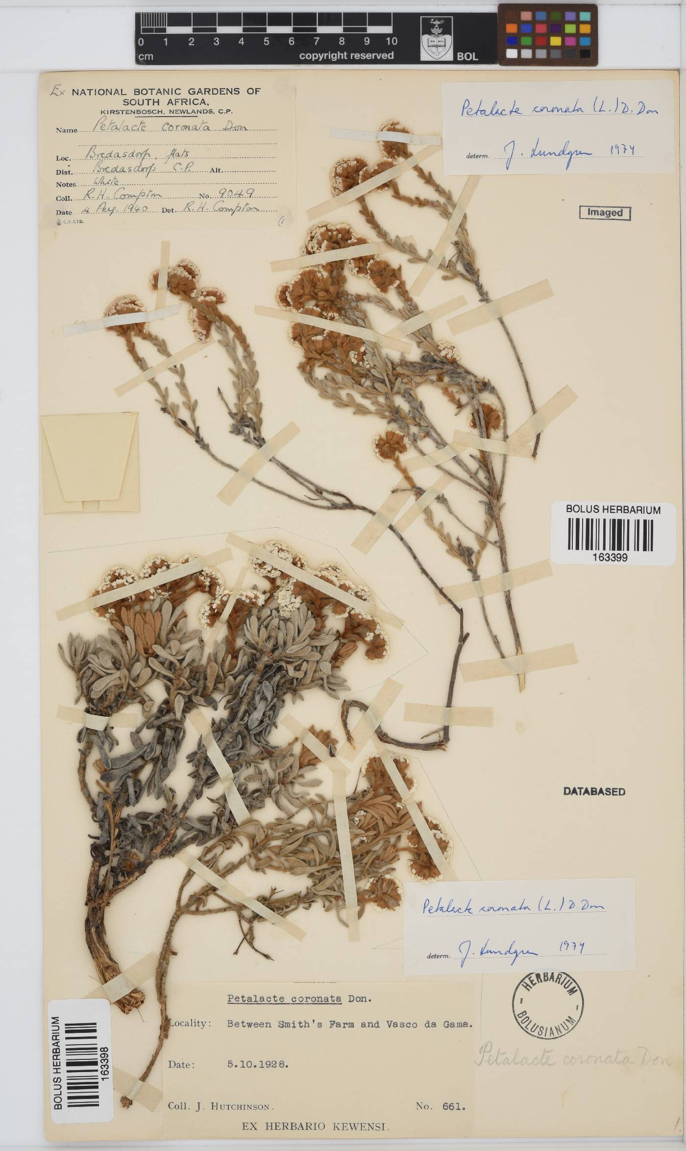 Petalacte coronata image