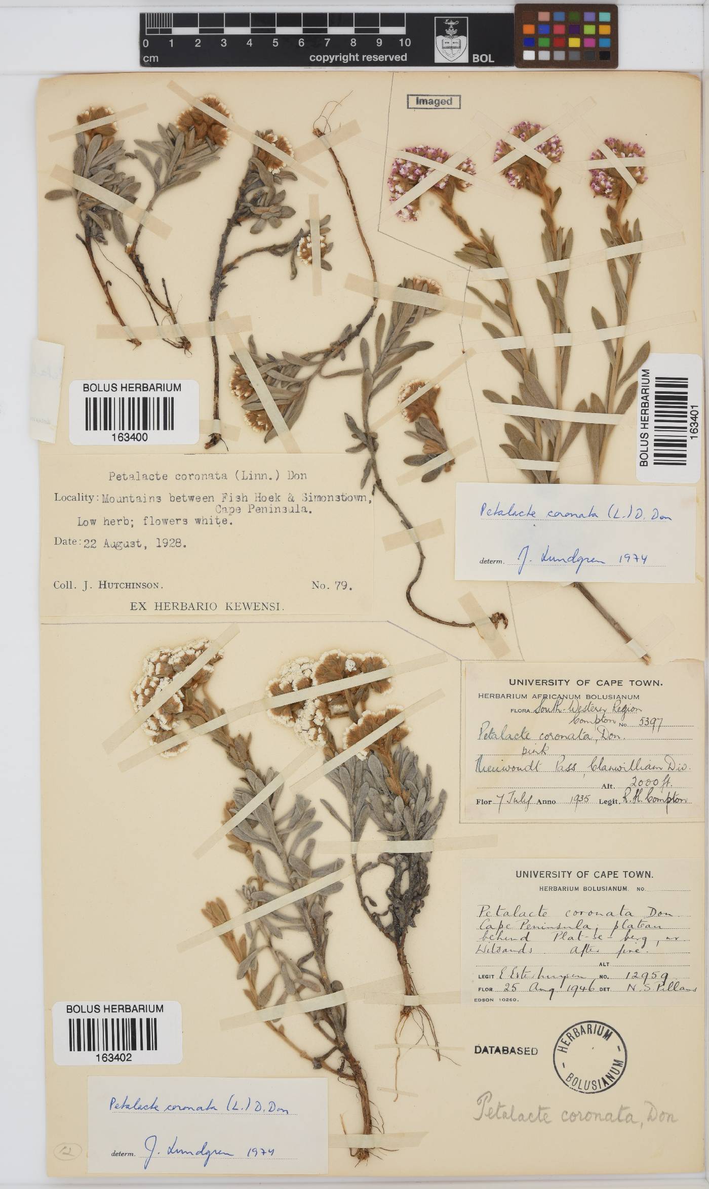 Petalacte coronata image