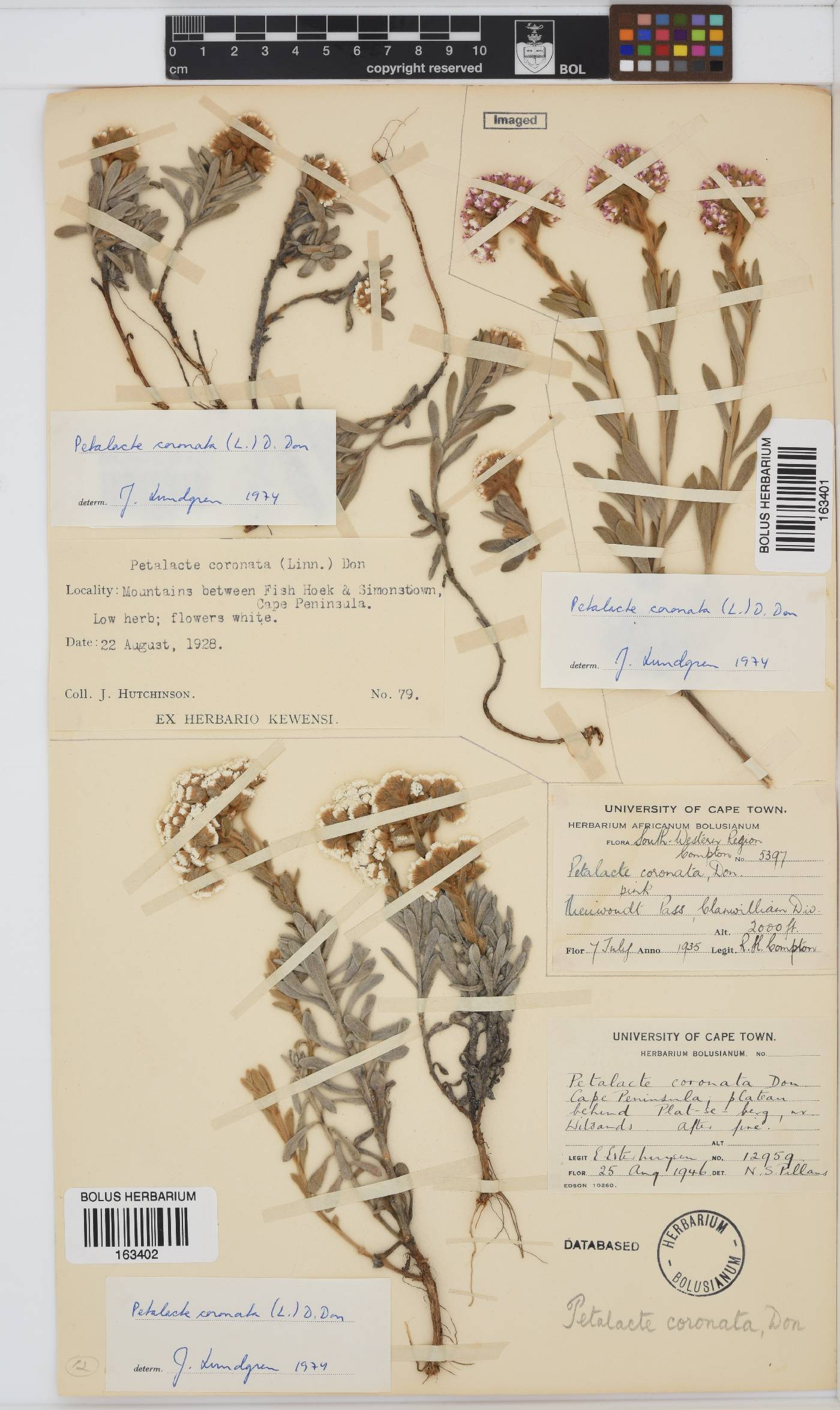 Petalacte coronata image