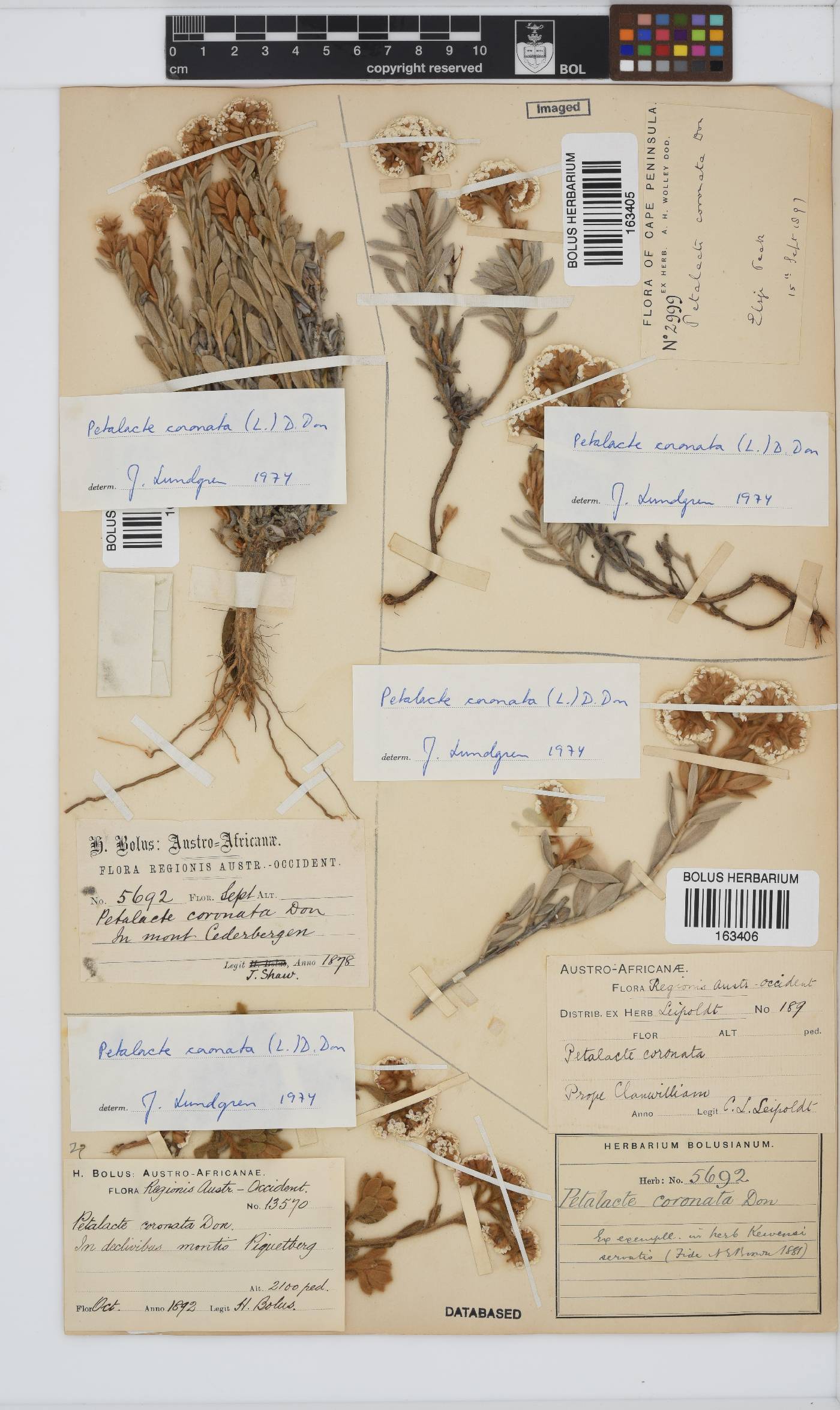 Petalacte coronata image