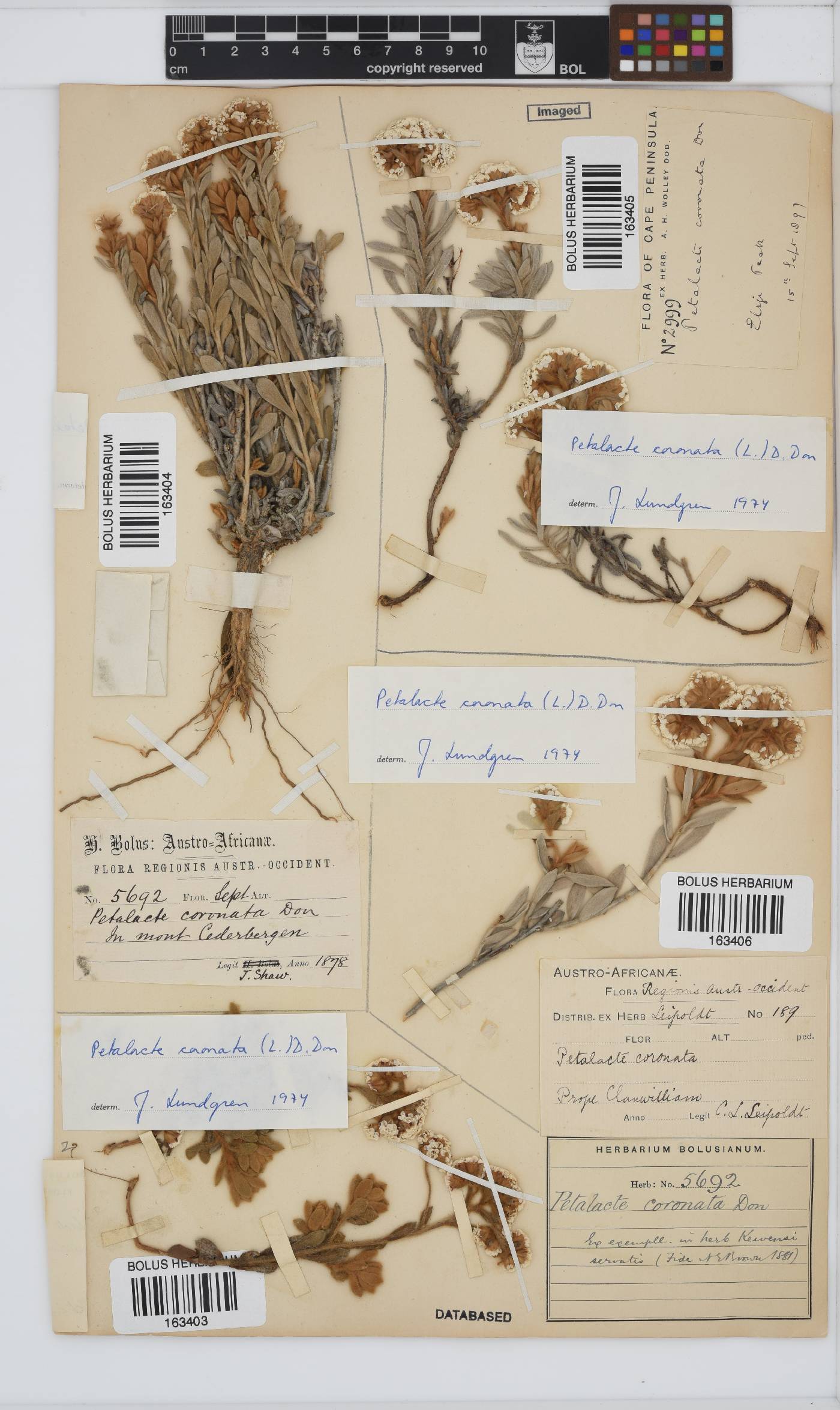 Petalacte coronata image