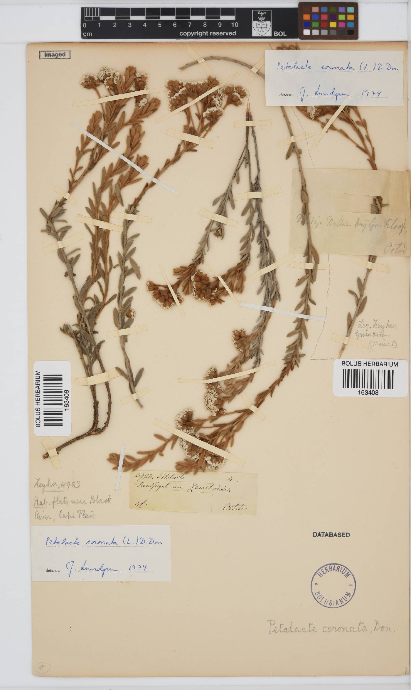 Petalacte coronata image