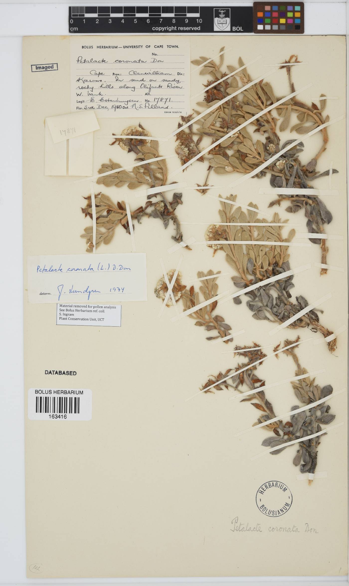 Petalacte coronata image