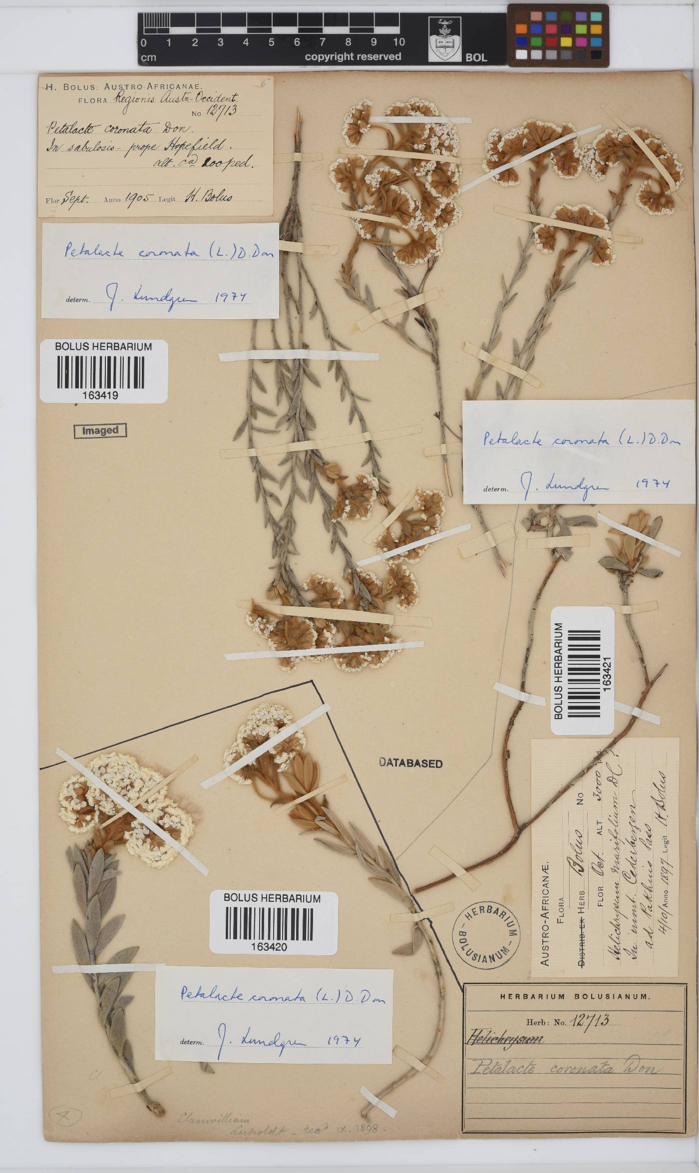 Petalacte coronata image