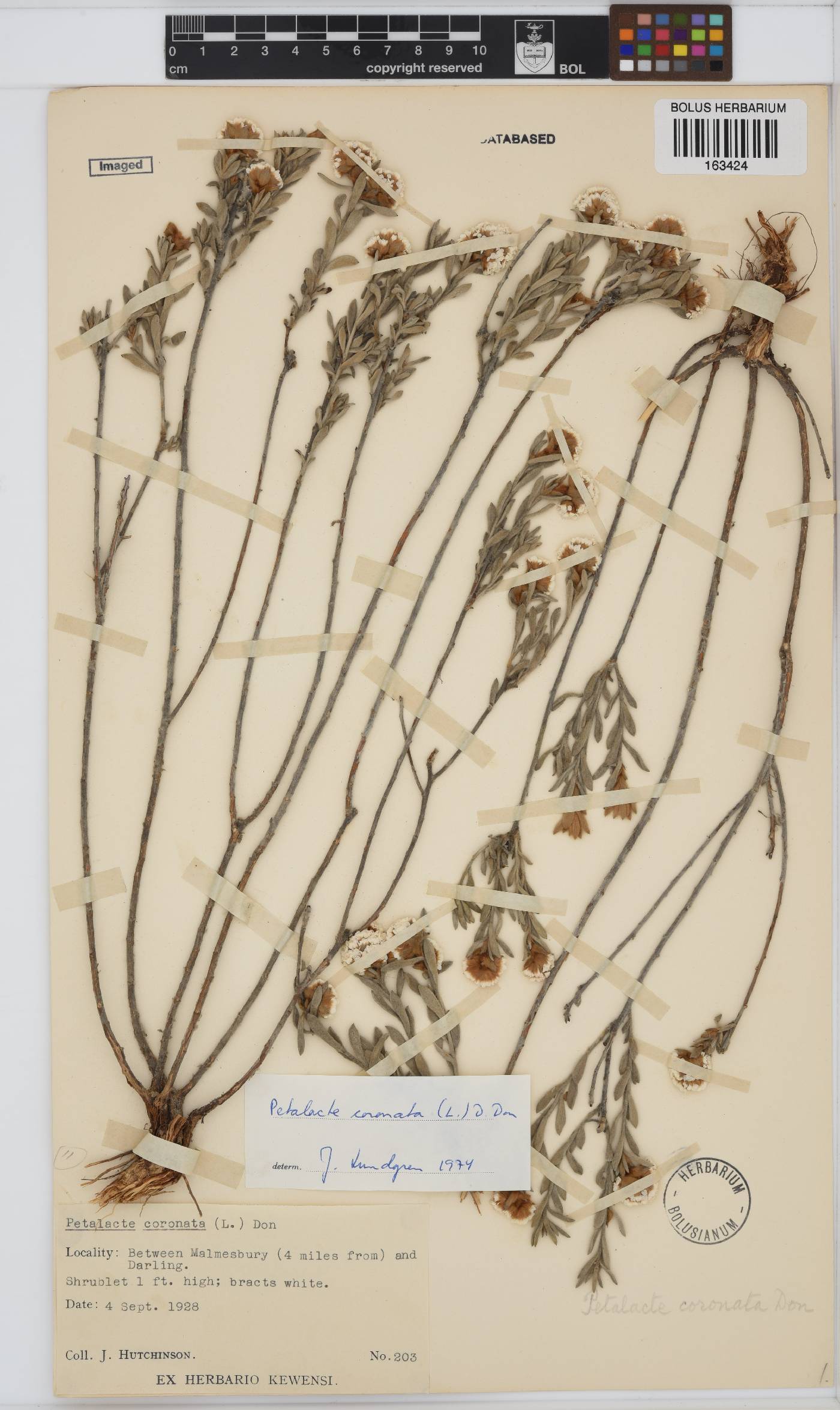 Petalacte coronata image