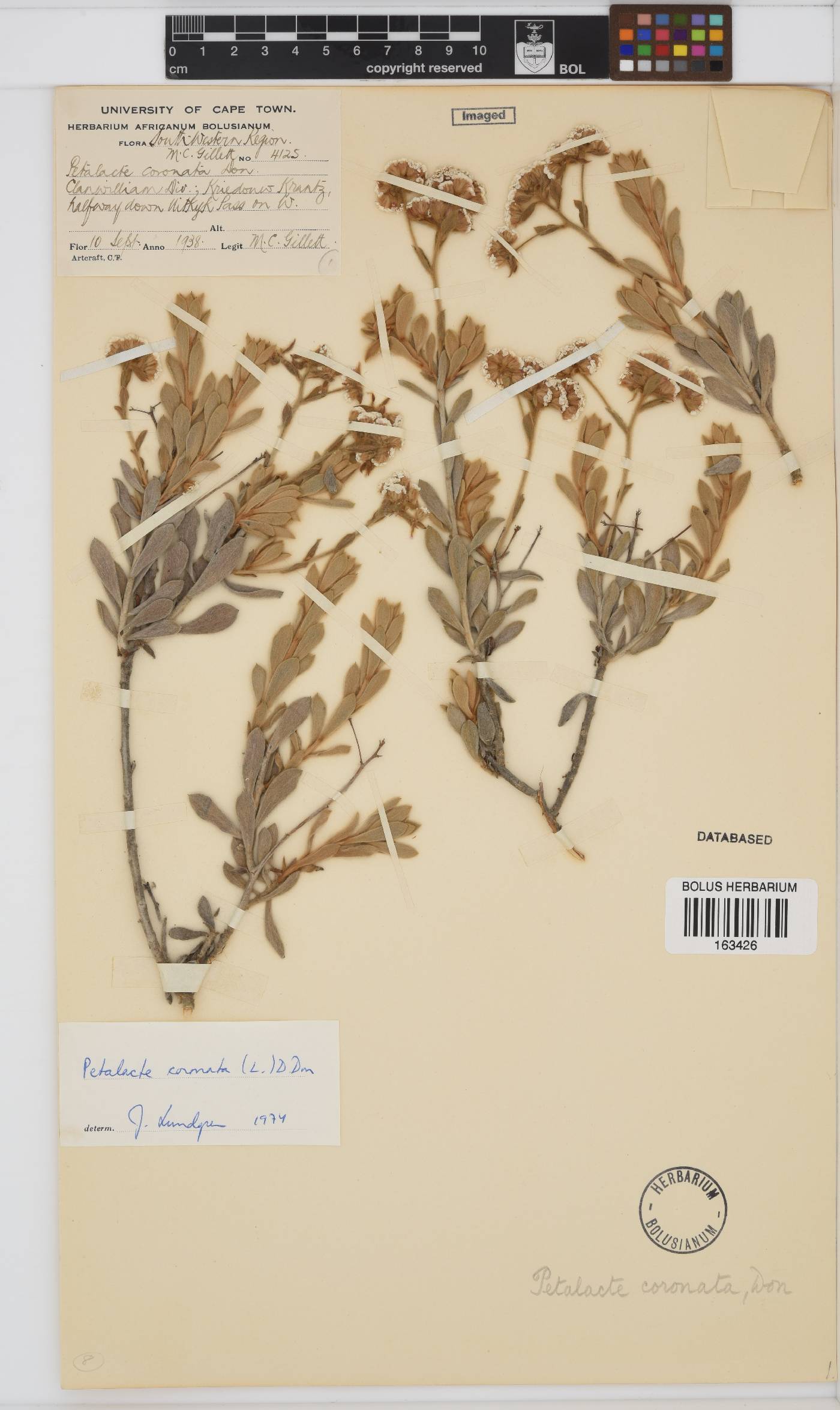 Petalacte coronata image