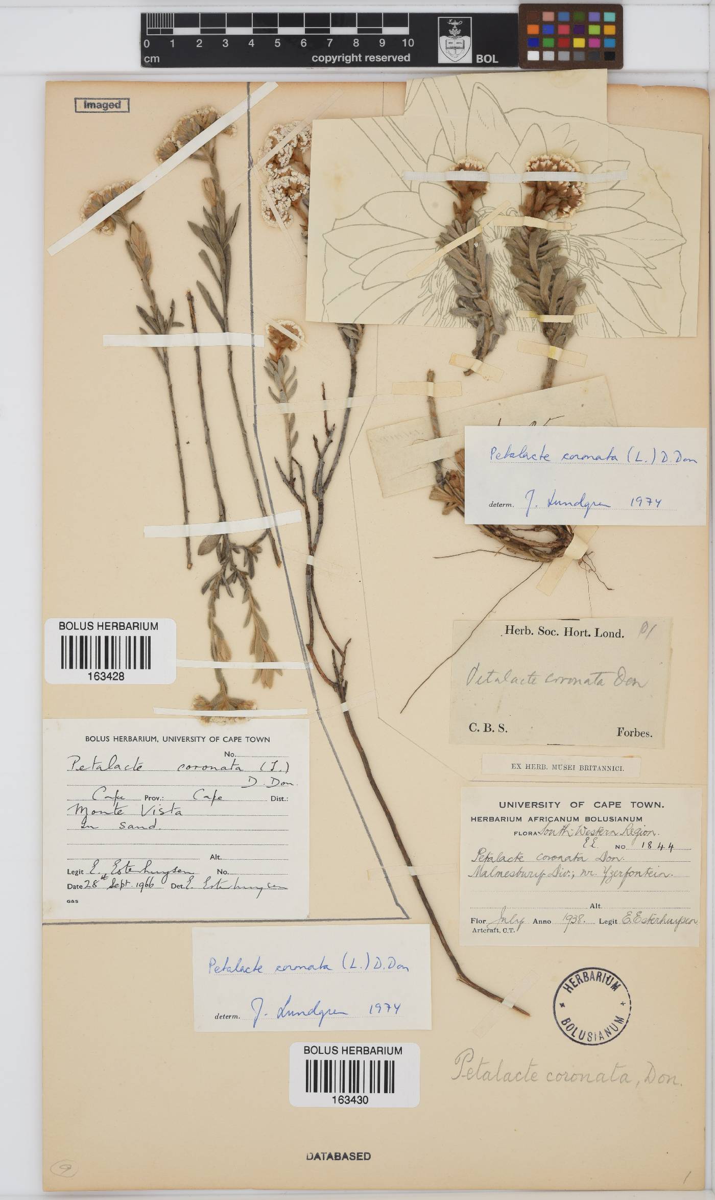 Petalacte image