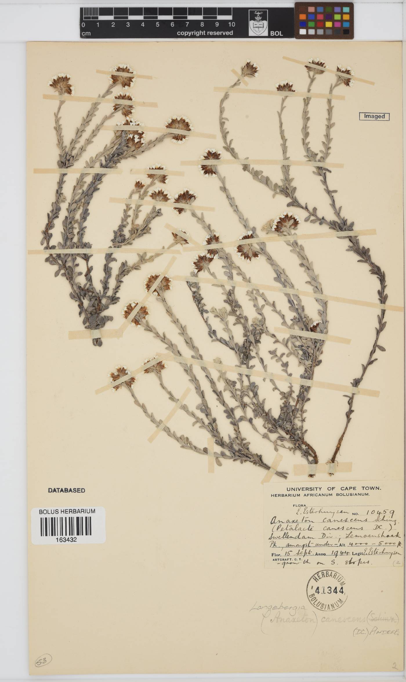 Langebergia canescens image