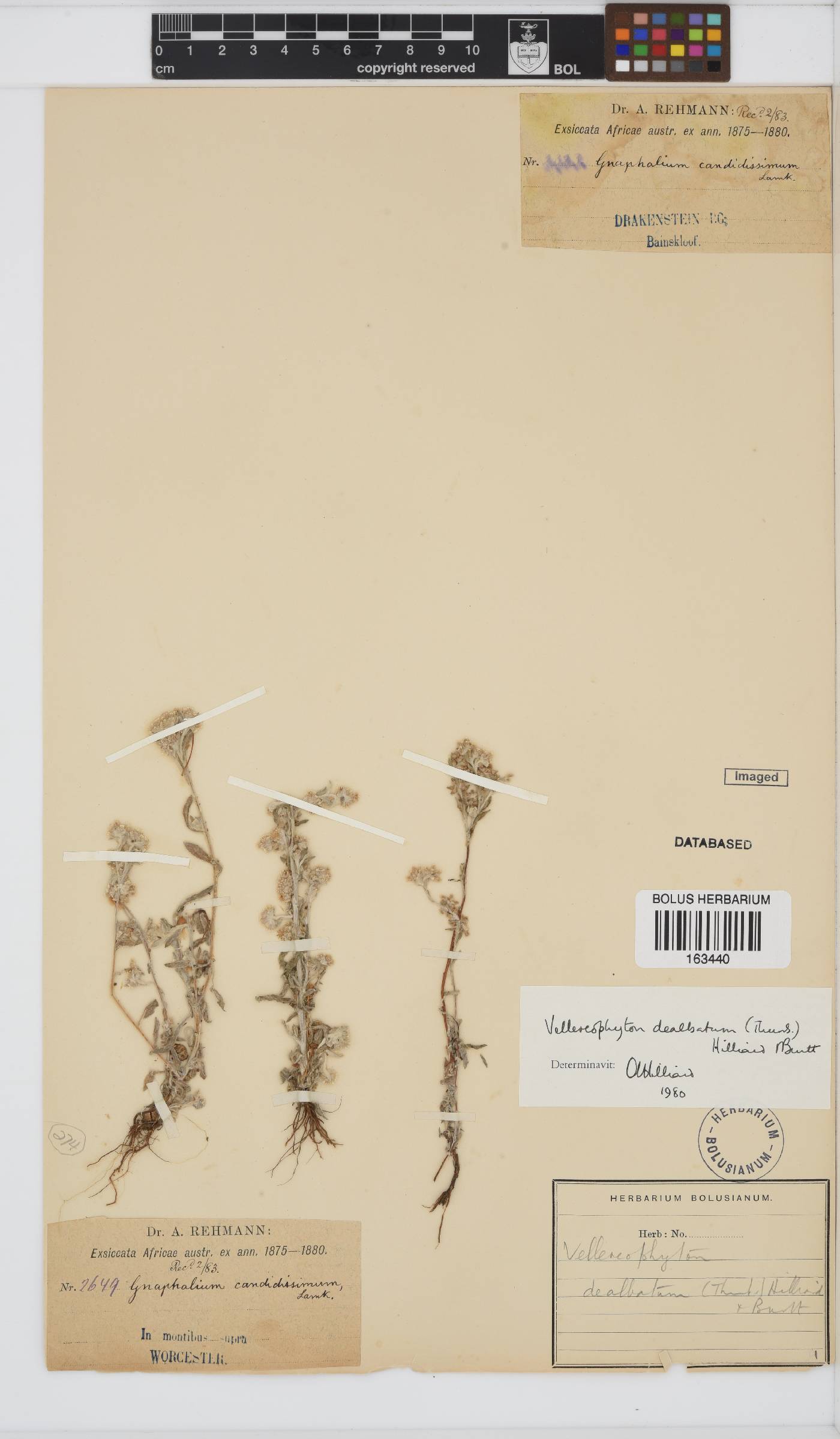 Vellereophyton dealbatum image