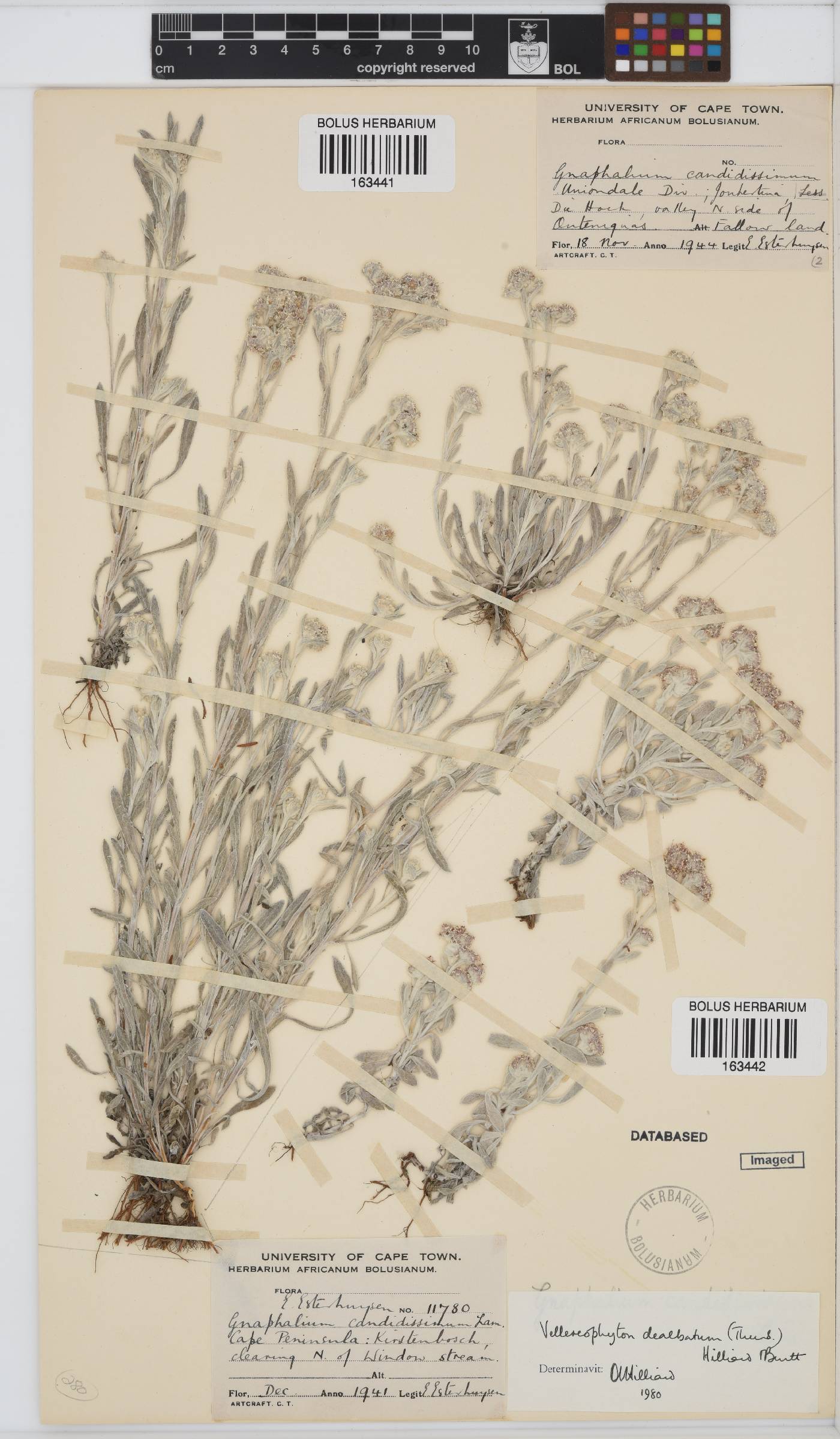 Vellereophyton dealbatum image