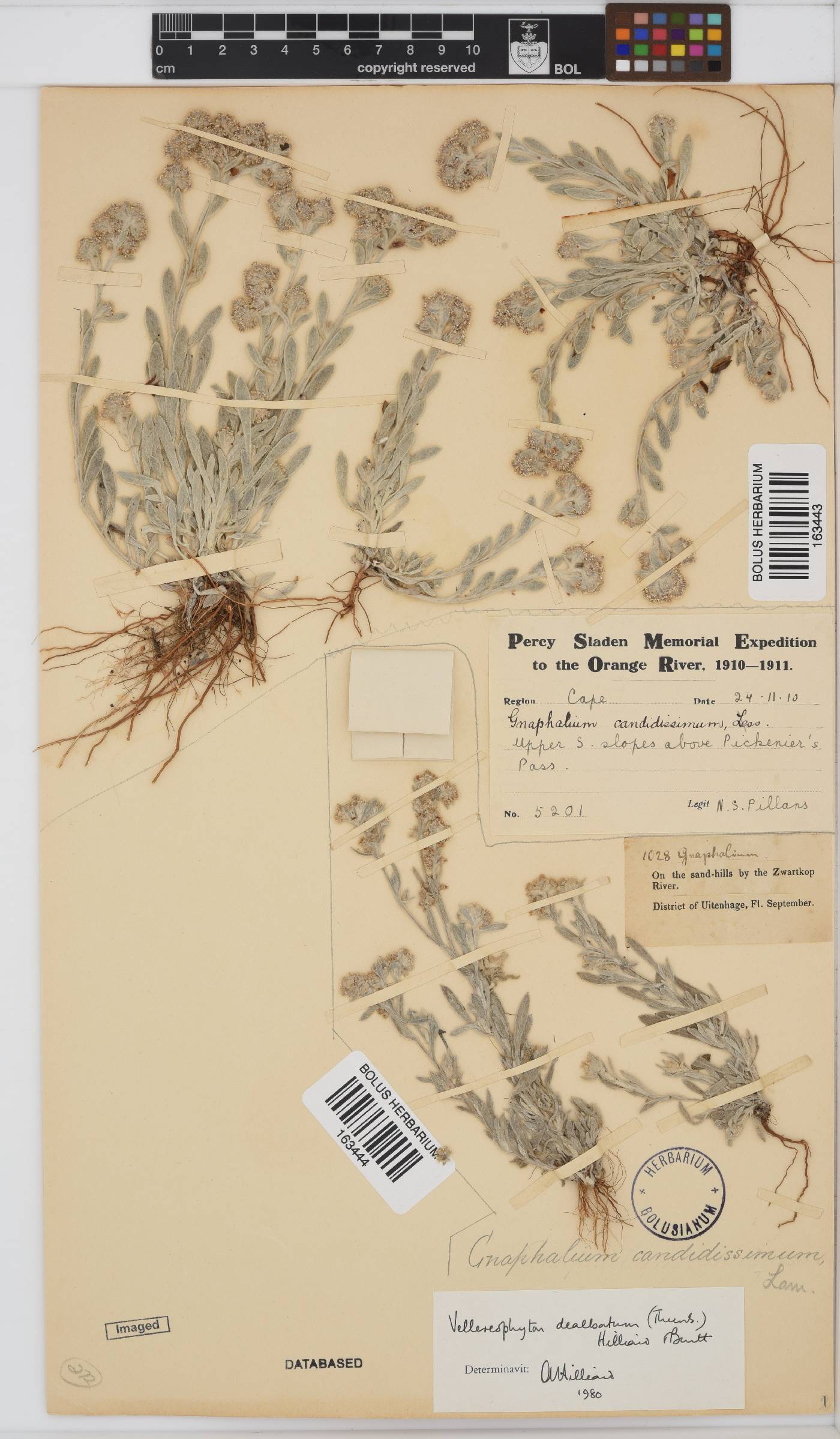 Vellereophyton image