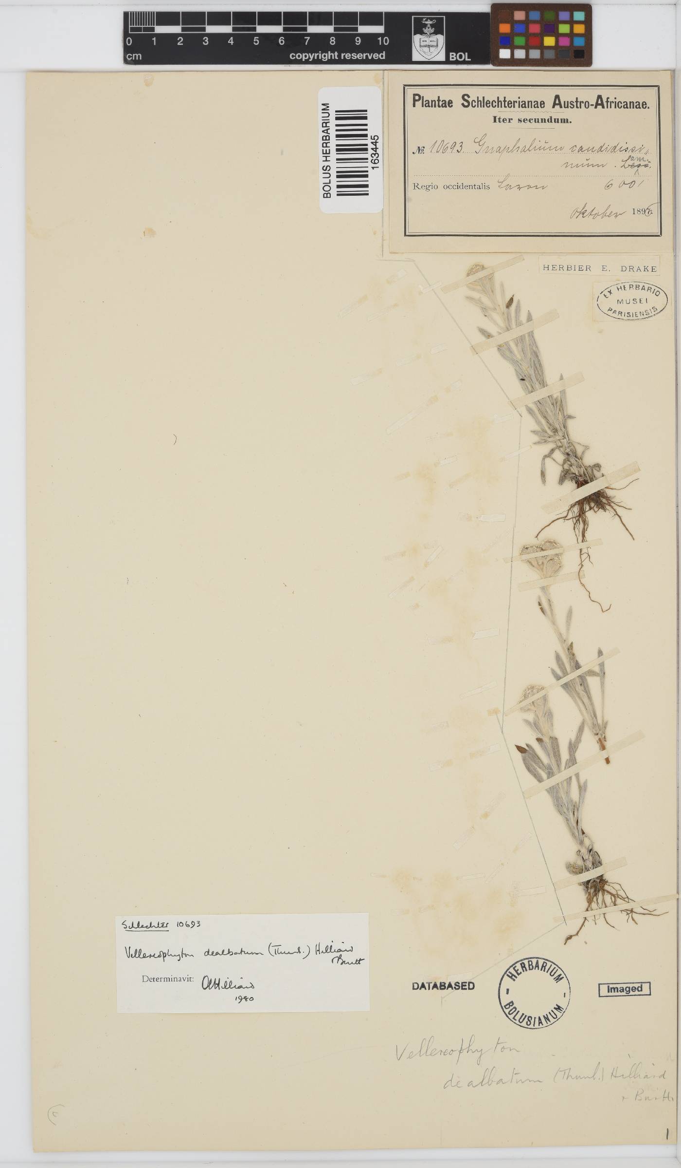 Vellereophyton dealbatum image