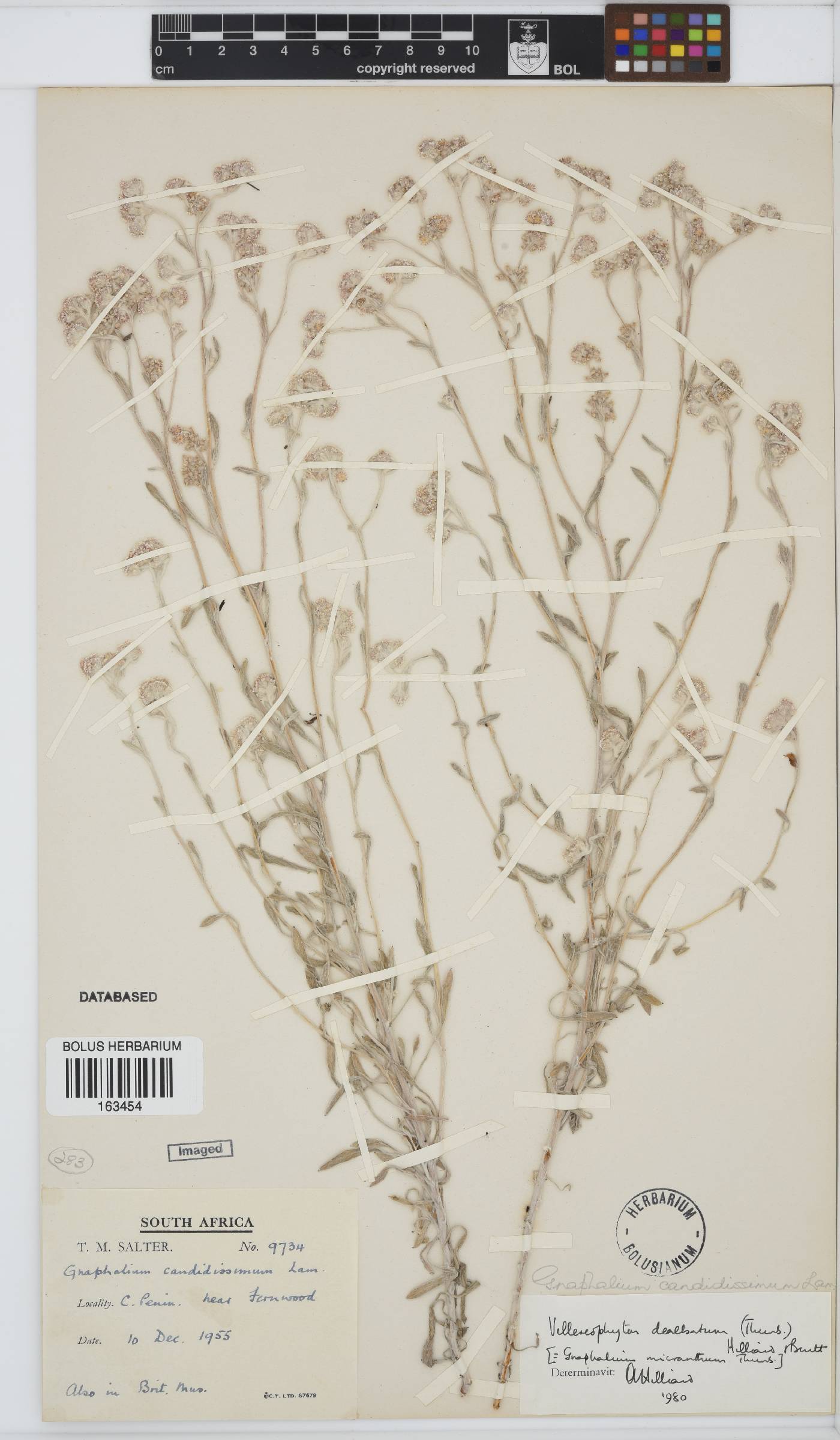 Vellereophyton dealbatum image