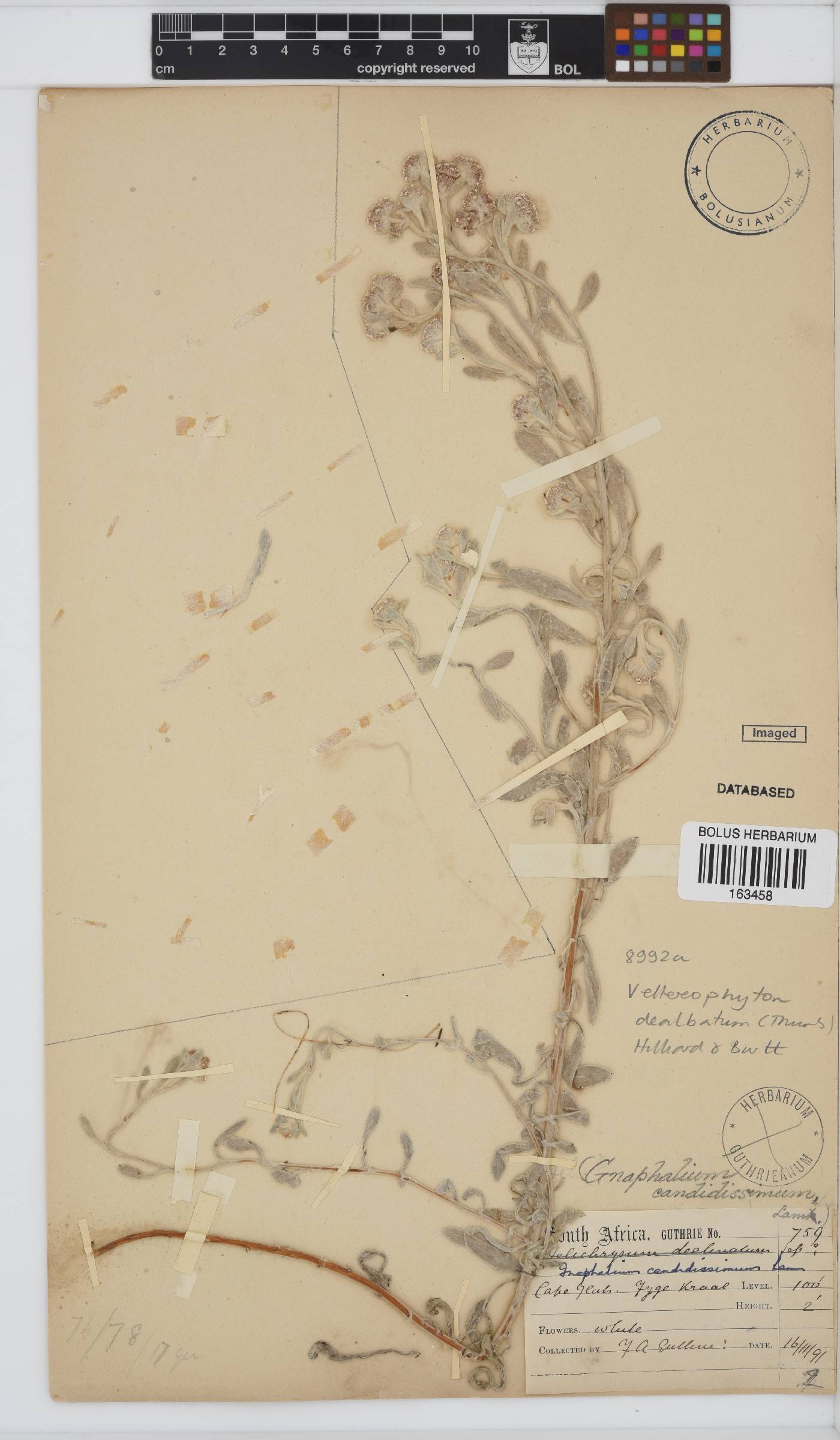 Vellereophyton dealbatum image