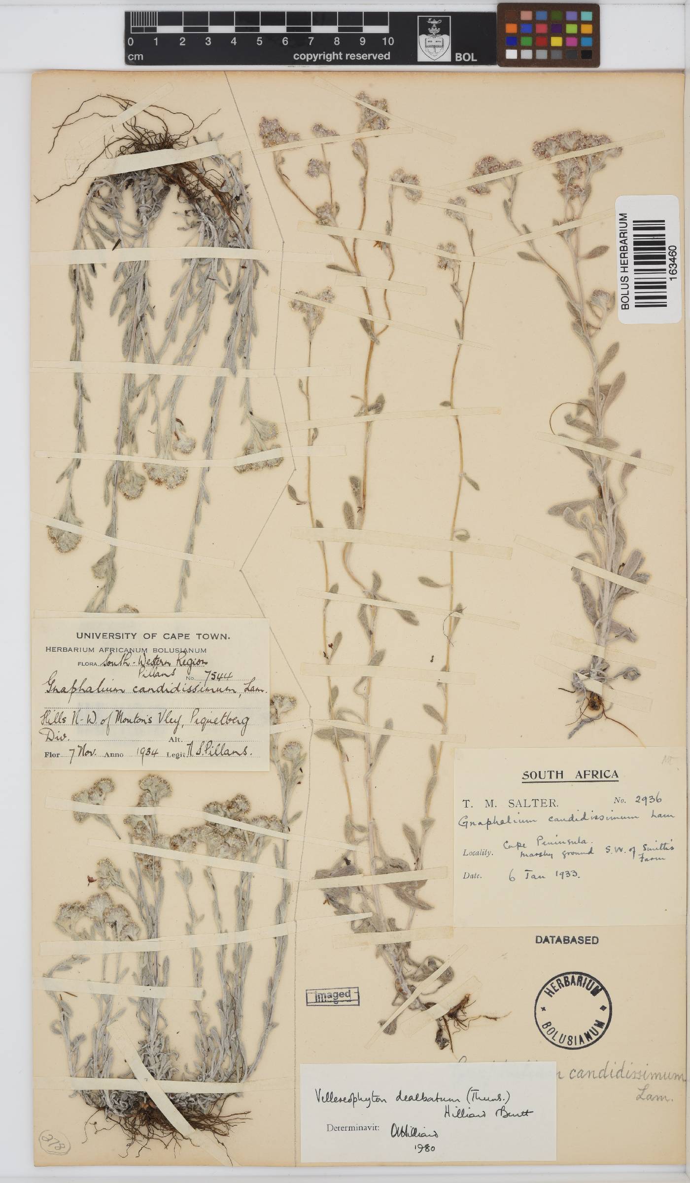 Vellereophyton dealbatum image