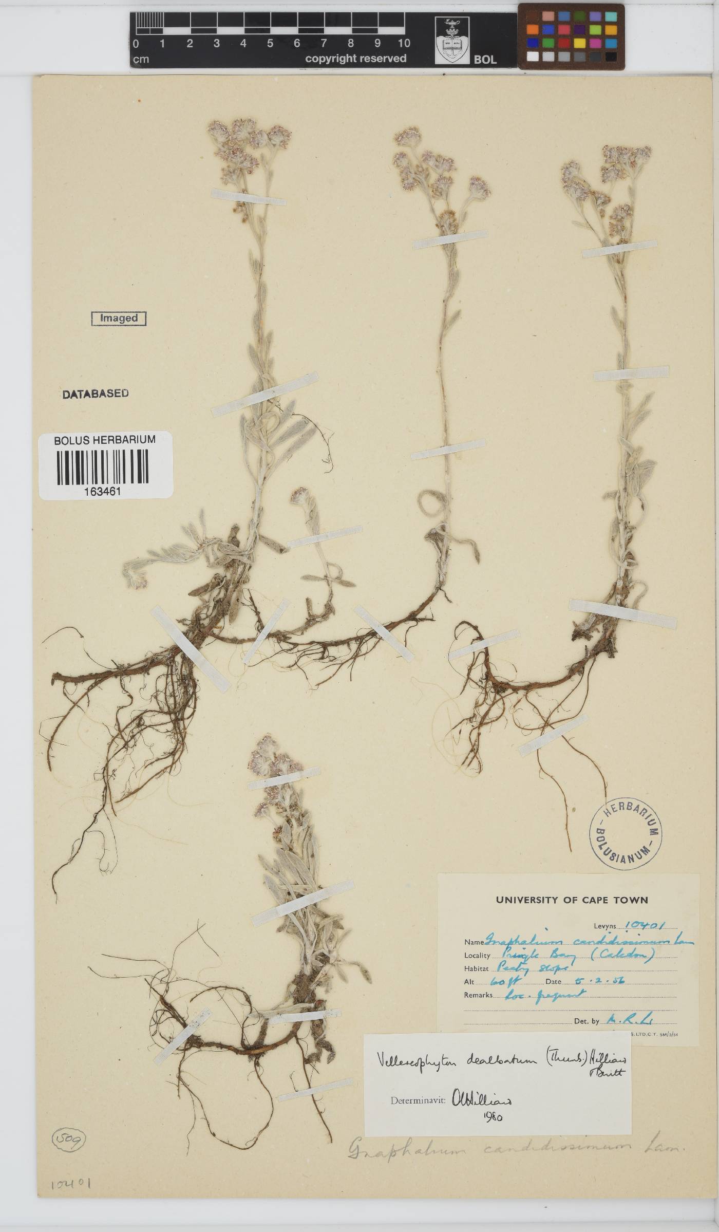 Vellereophyton dealbatum image