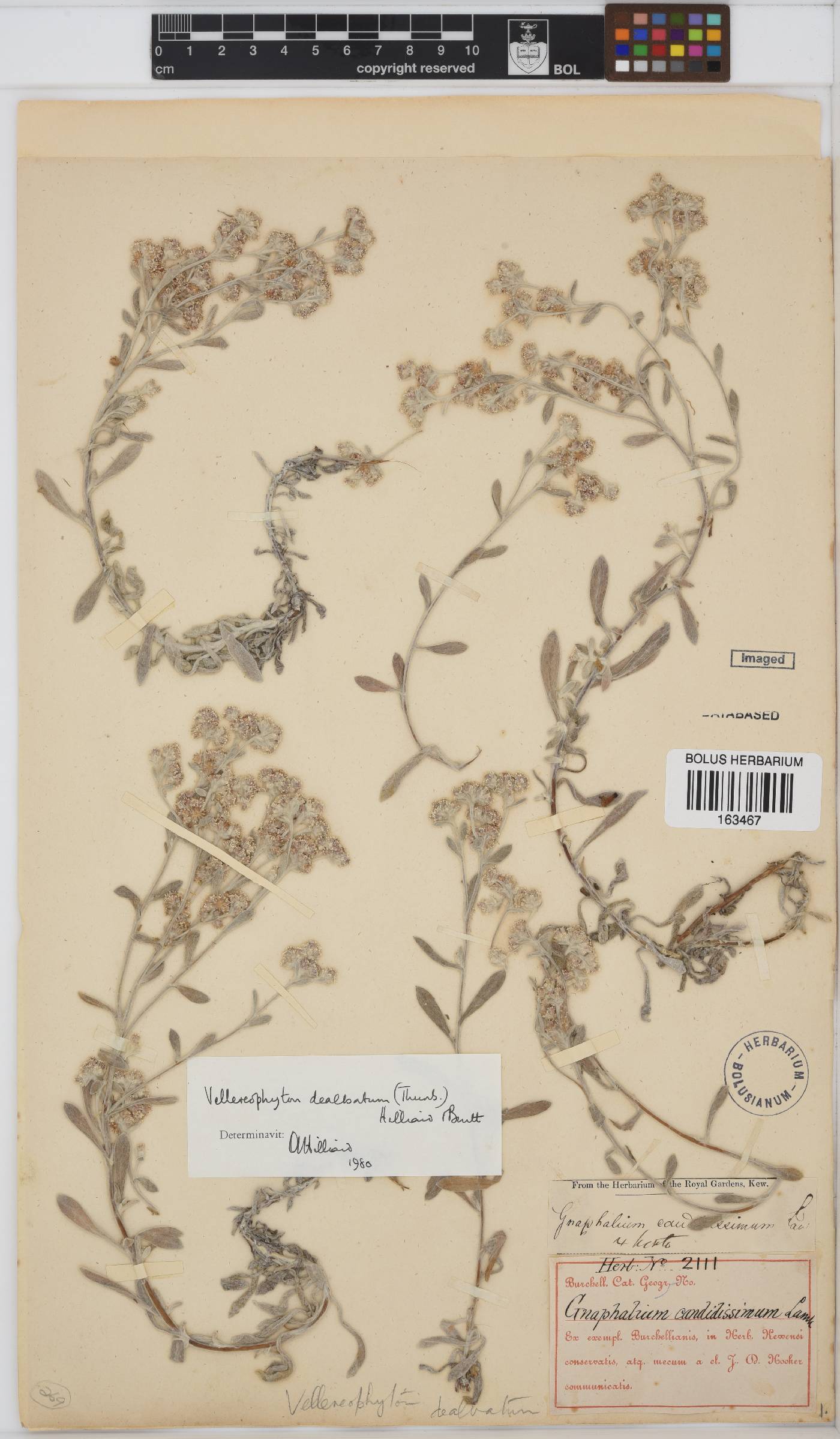 Vellereophyton dealbatum image