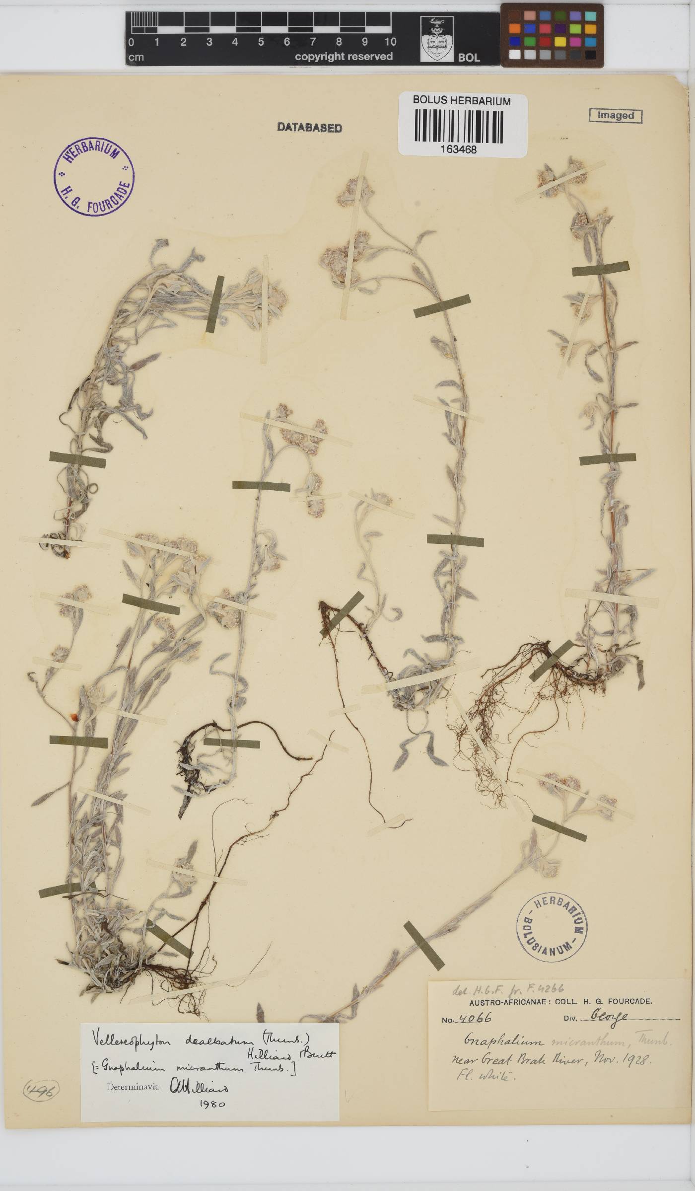 Vellereophyton dealbatum image