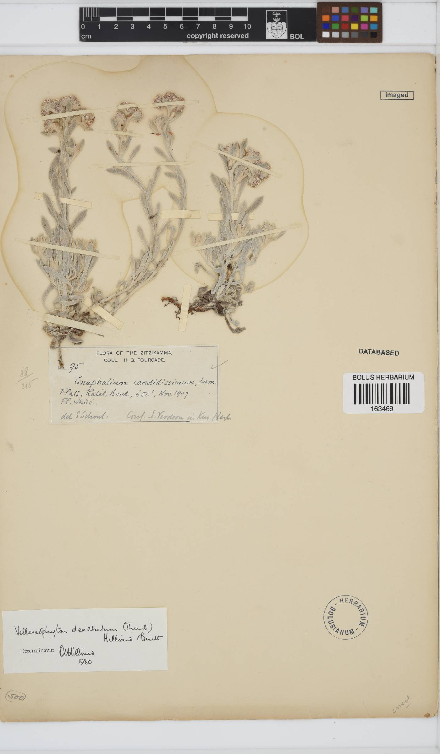 Vellereophyton dealbatum image