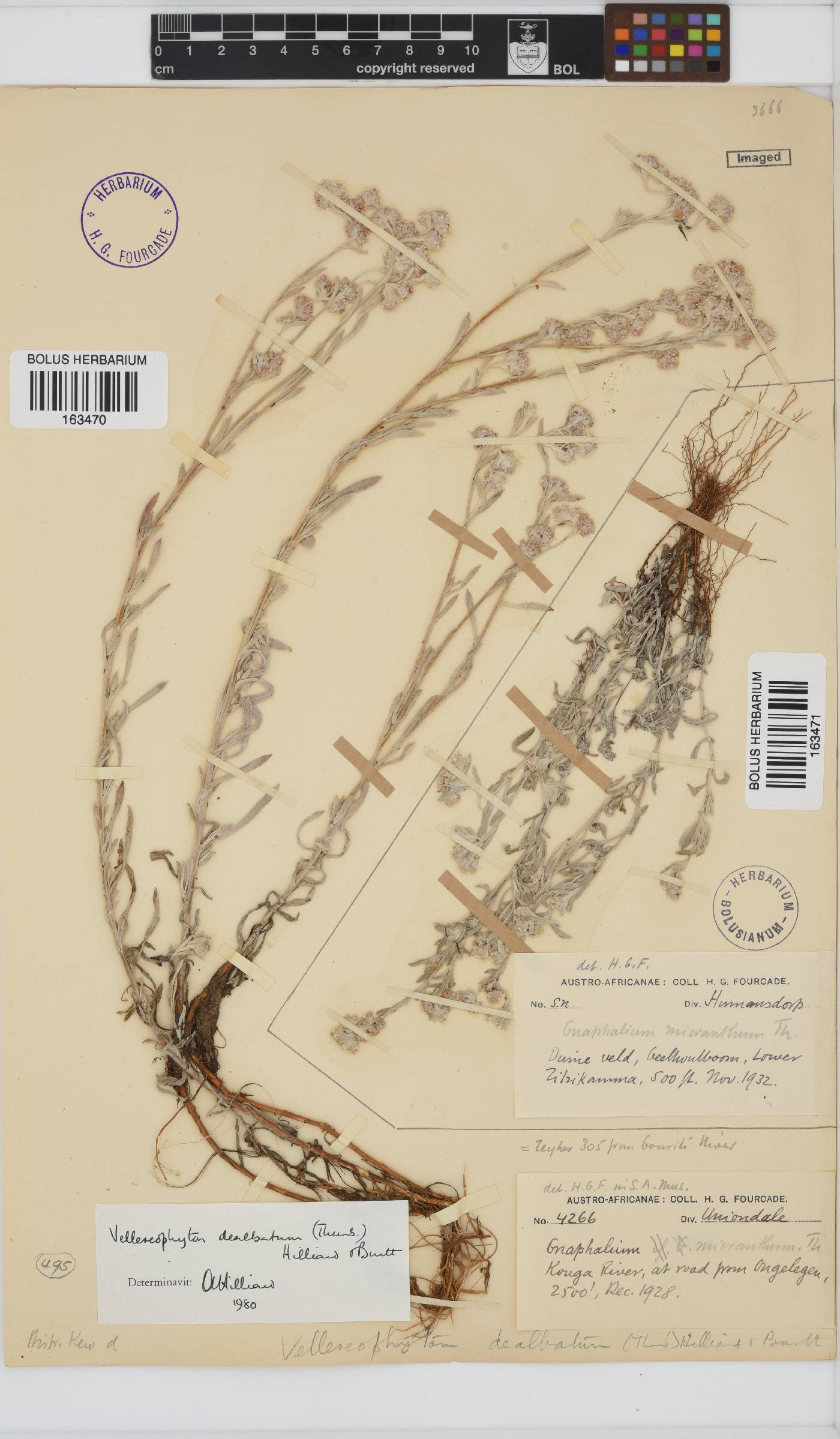Vellereophyton dealbatum image