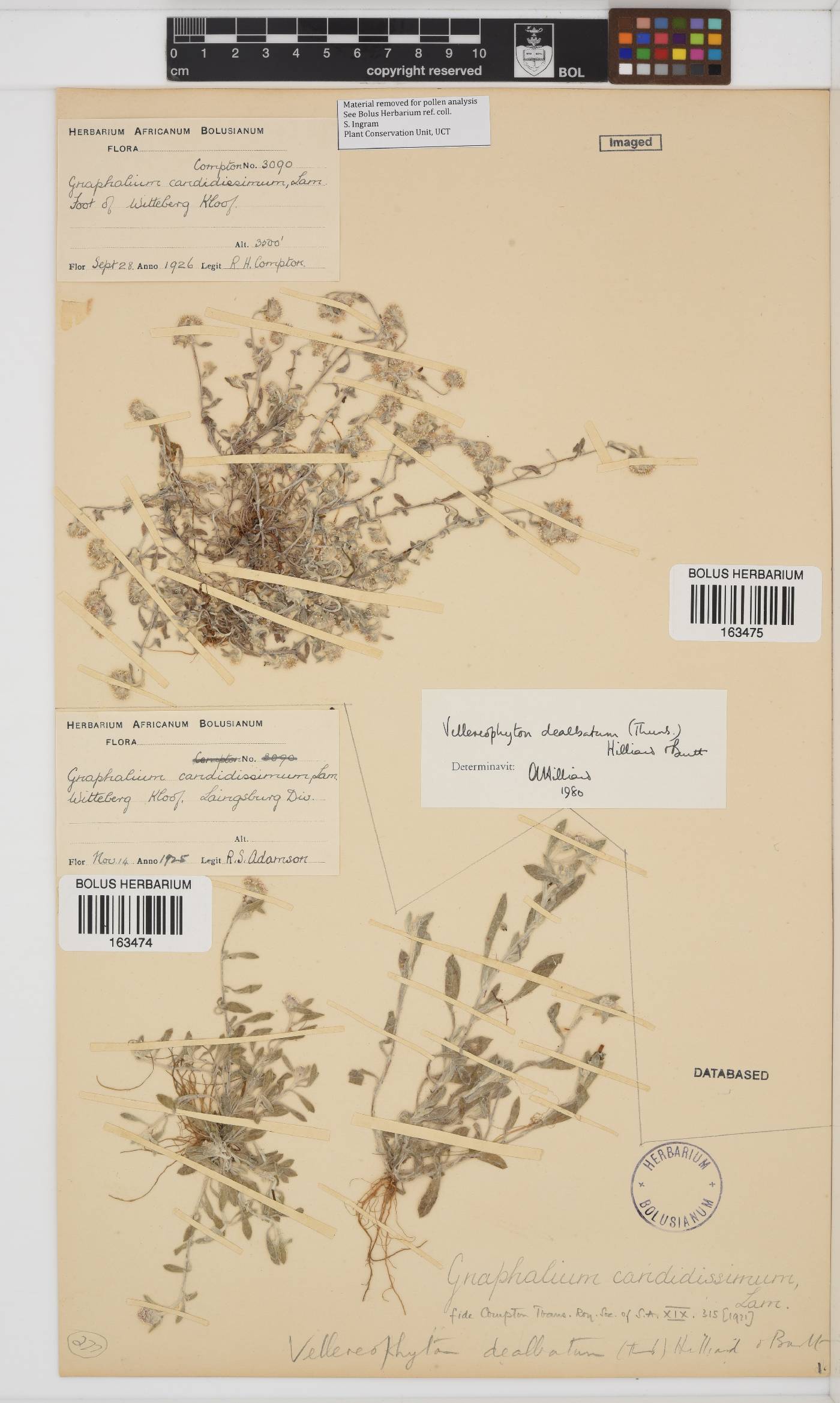 Vellereophyton dealbatum image