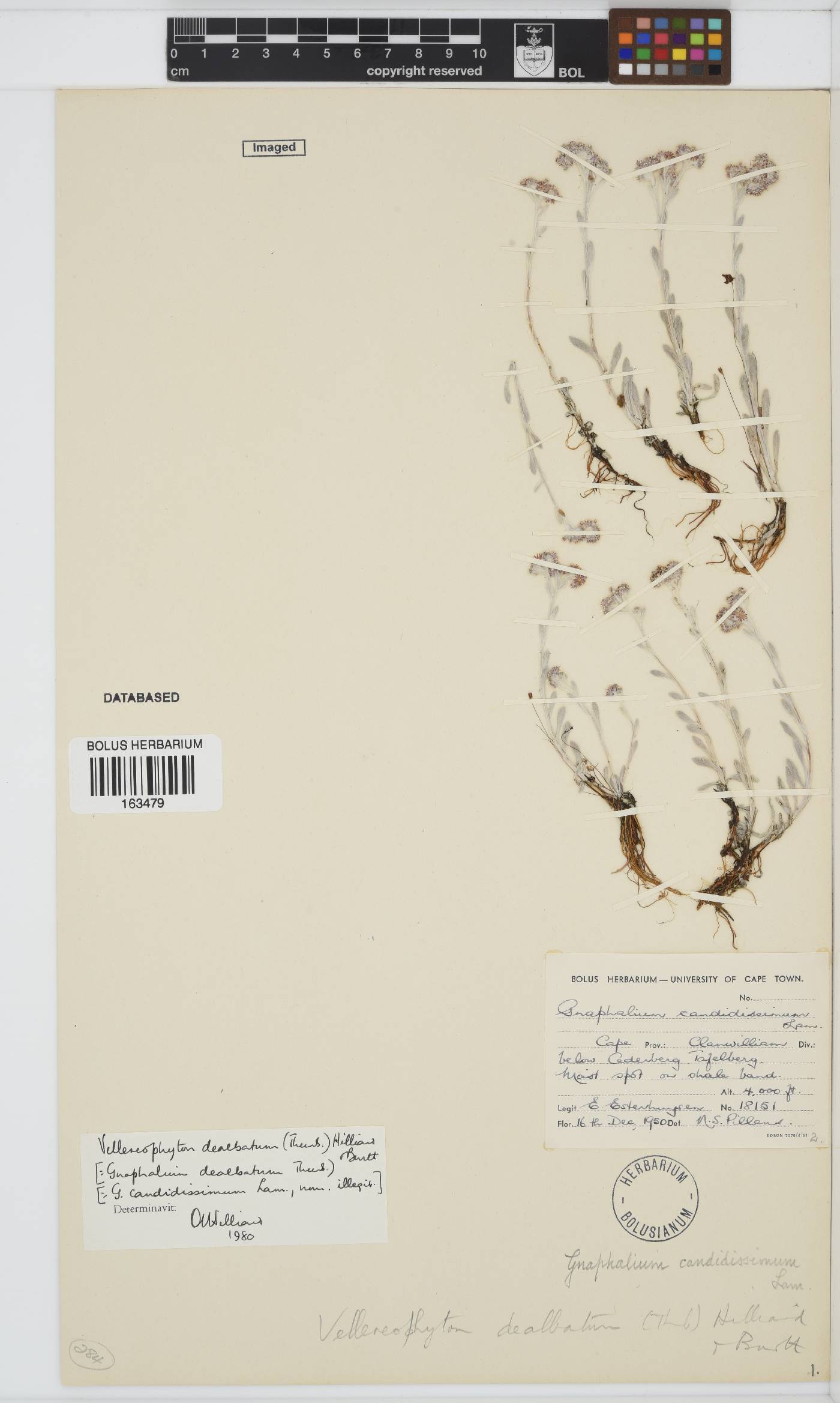 Vellereophyton dealbatum image