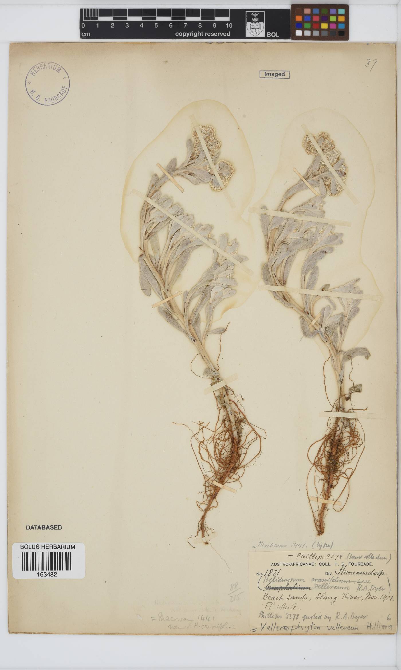 Vellereophyton vellereum image