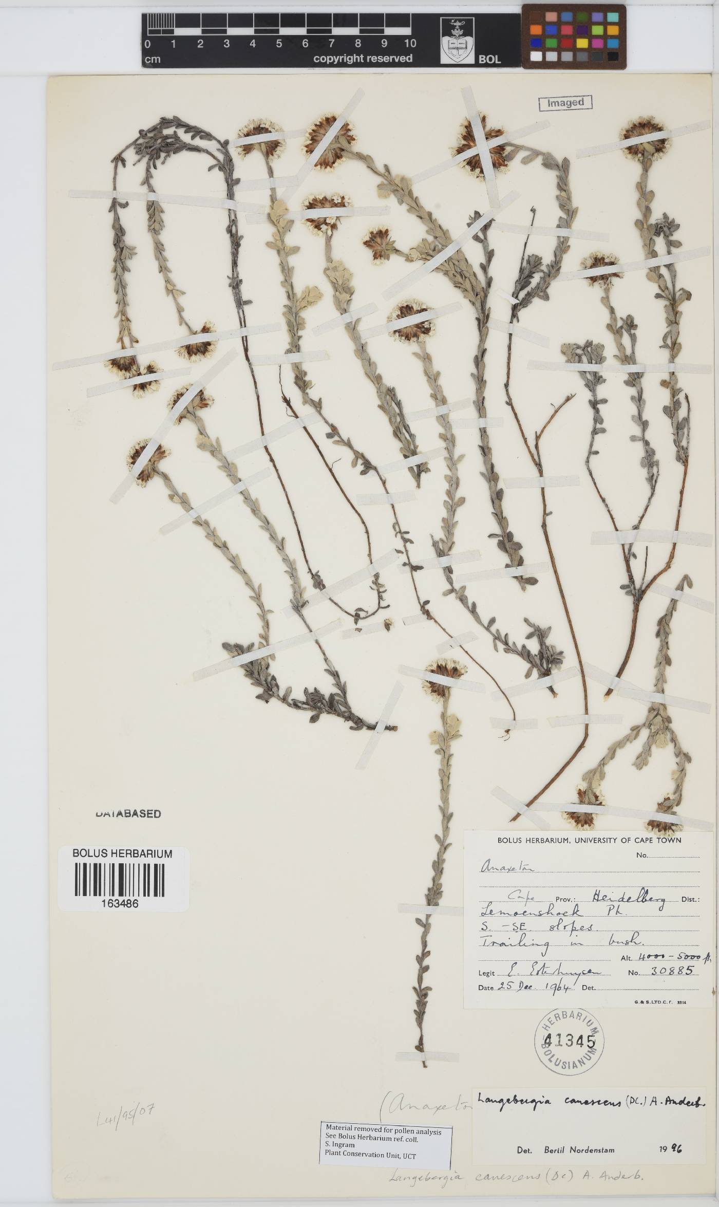Langebergia canescens image