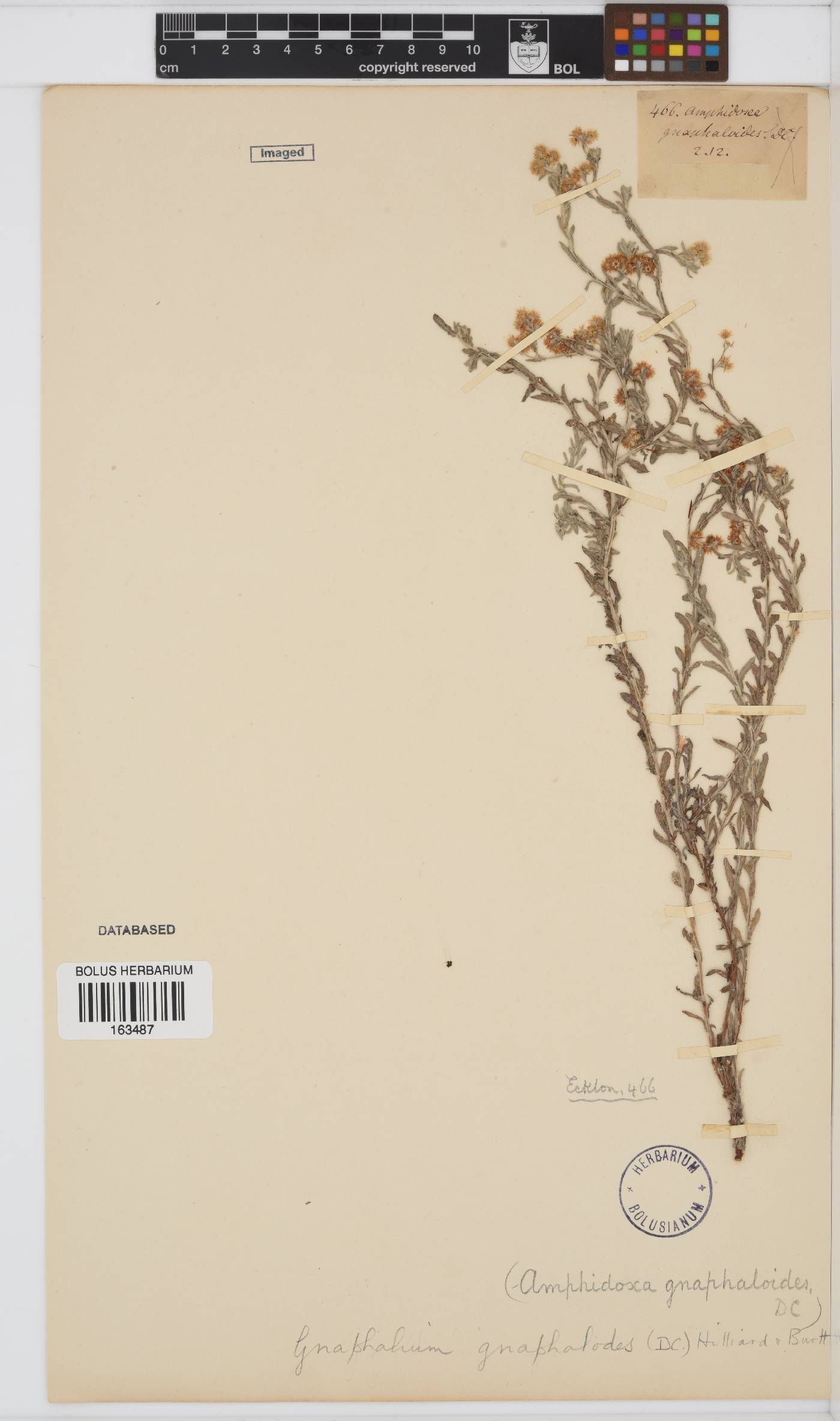 Gnaphalium gnaphalodes image