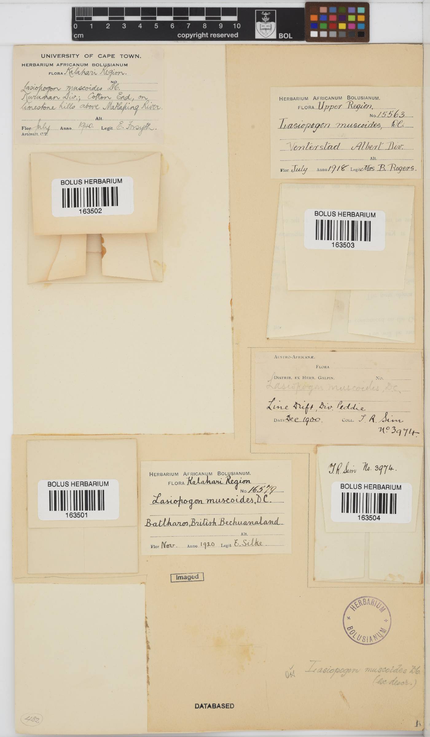Lasiopogon muscoides image