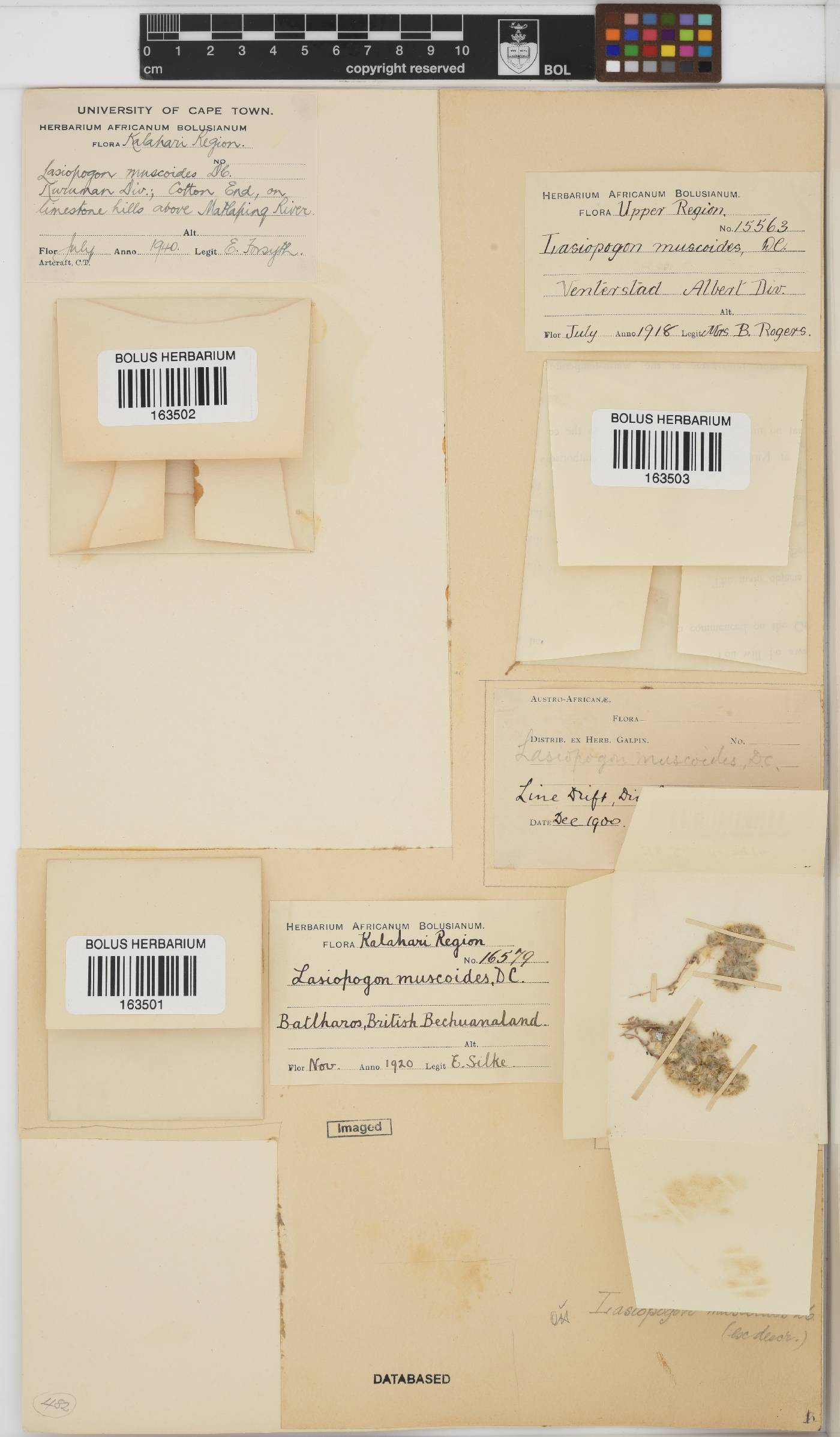 Lasiopogon muscoides image