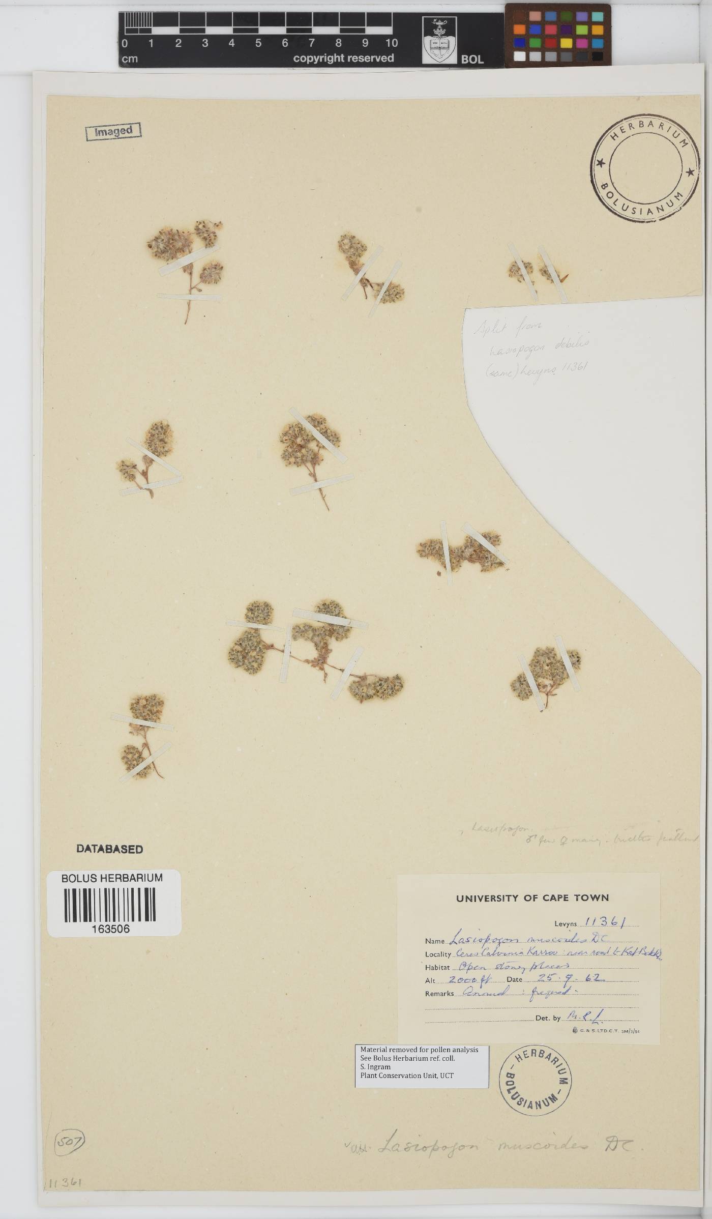 Lasiopogon muscoides image