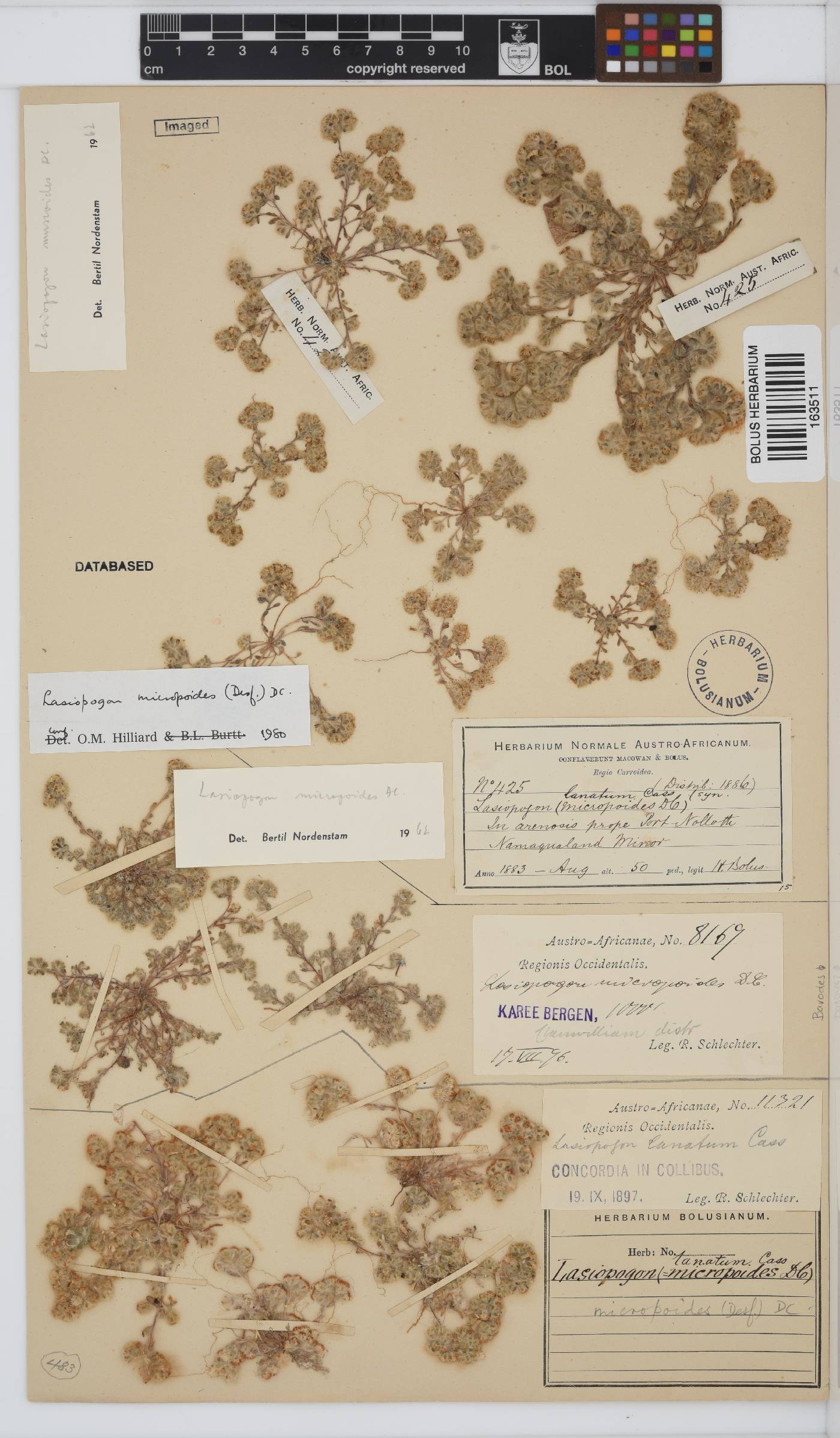Ifloga molluginoides image