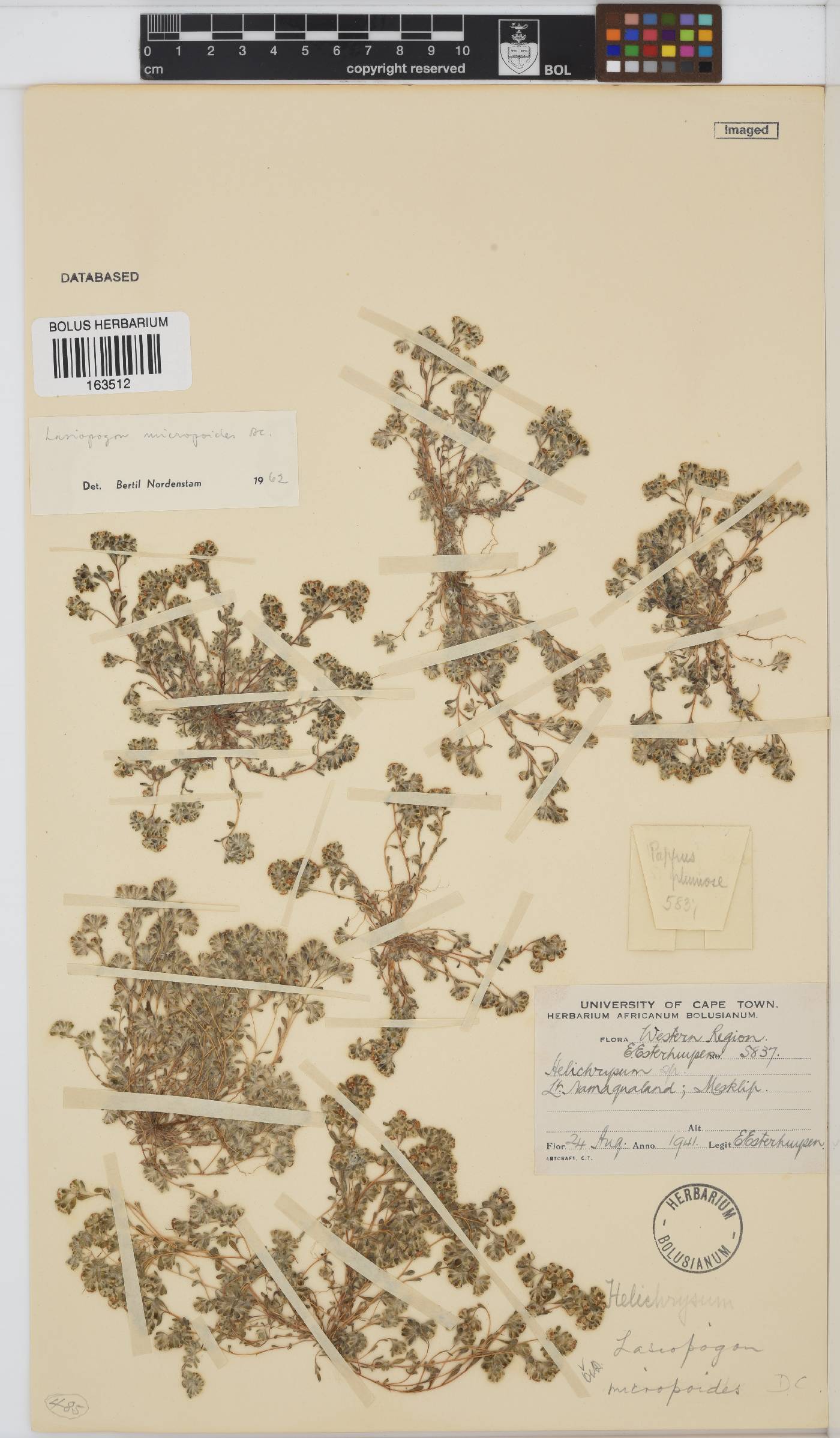 Ifloga molluginoides image