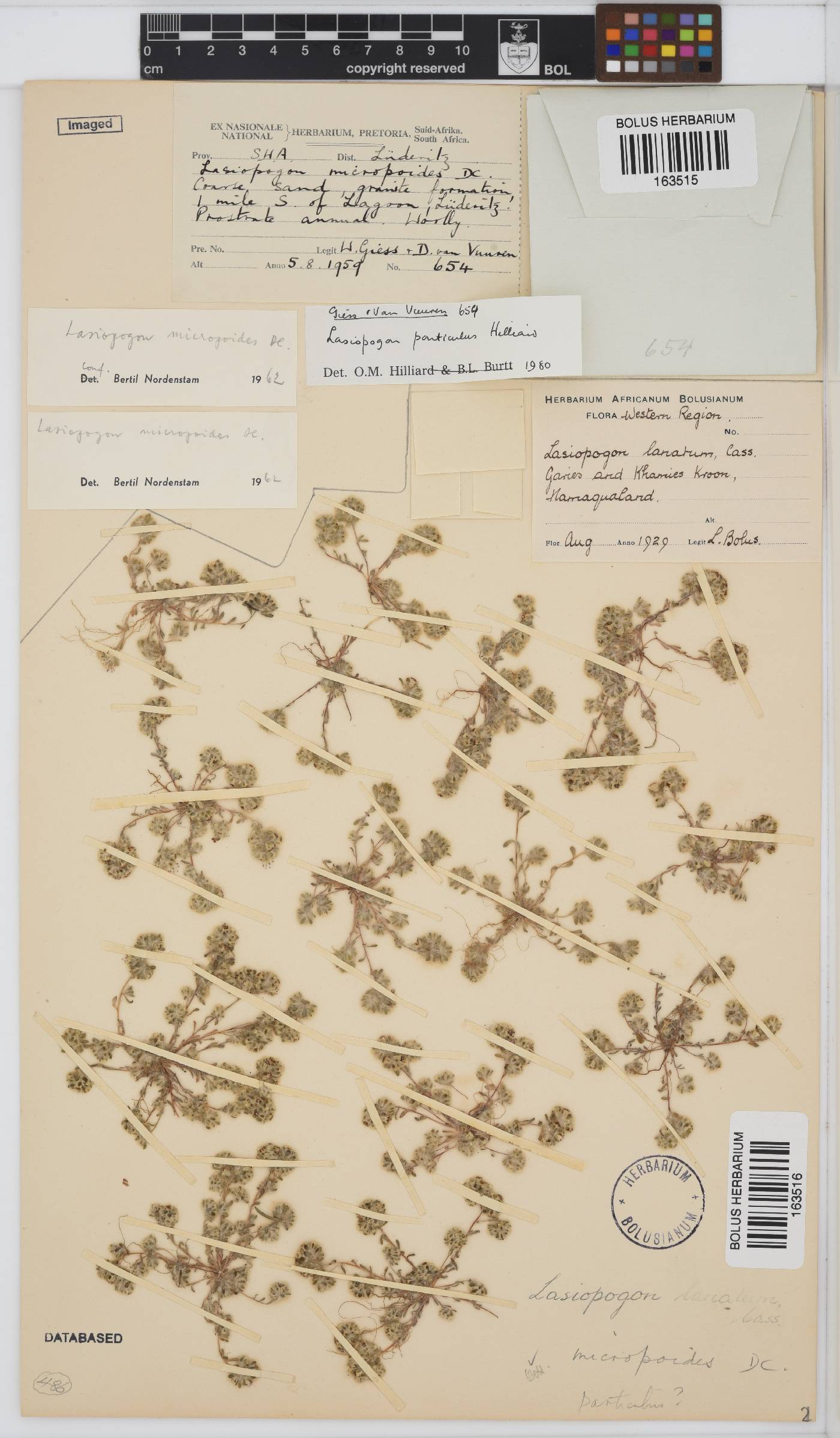 Ifloga molluginoides image