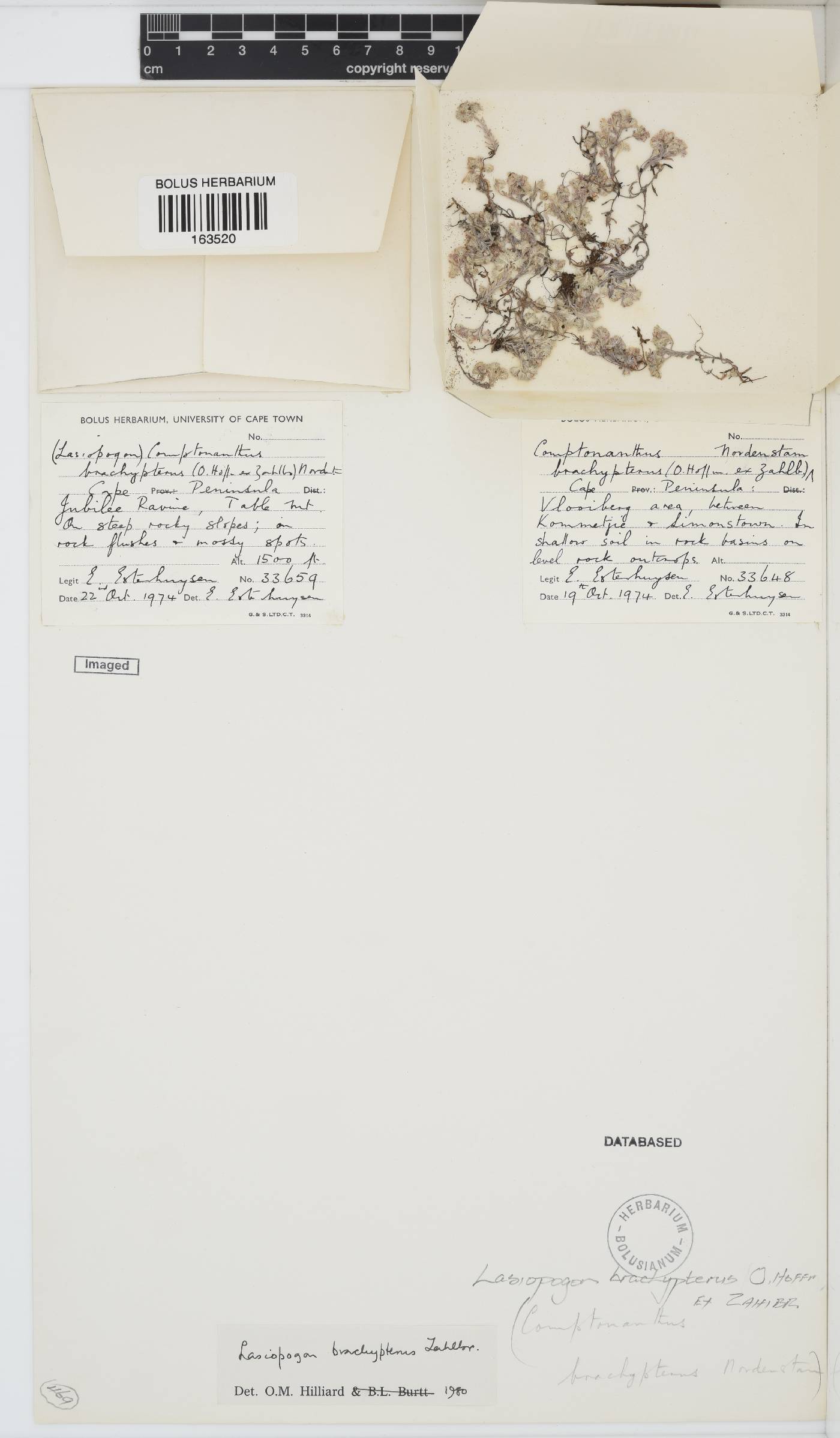 Lasiopogon brachypterus image