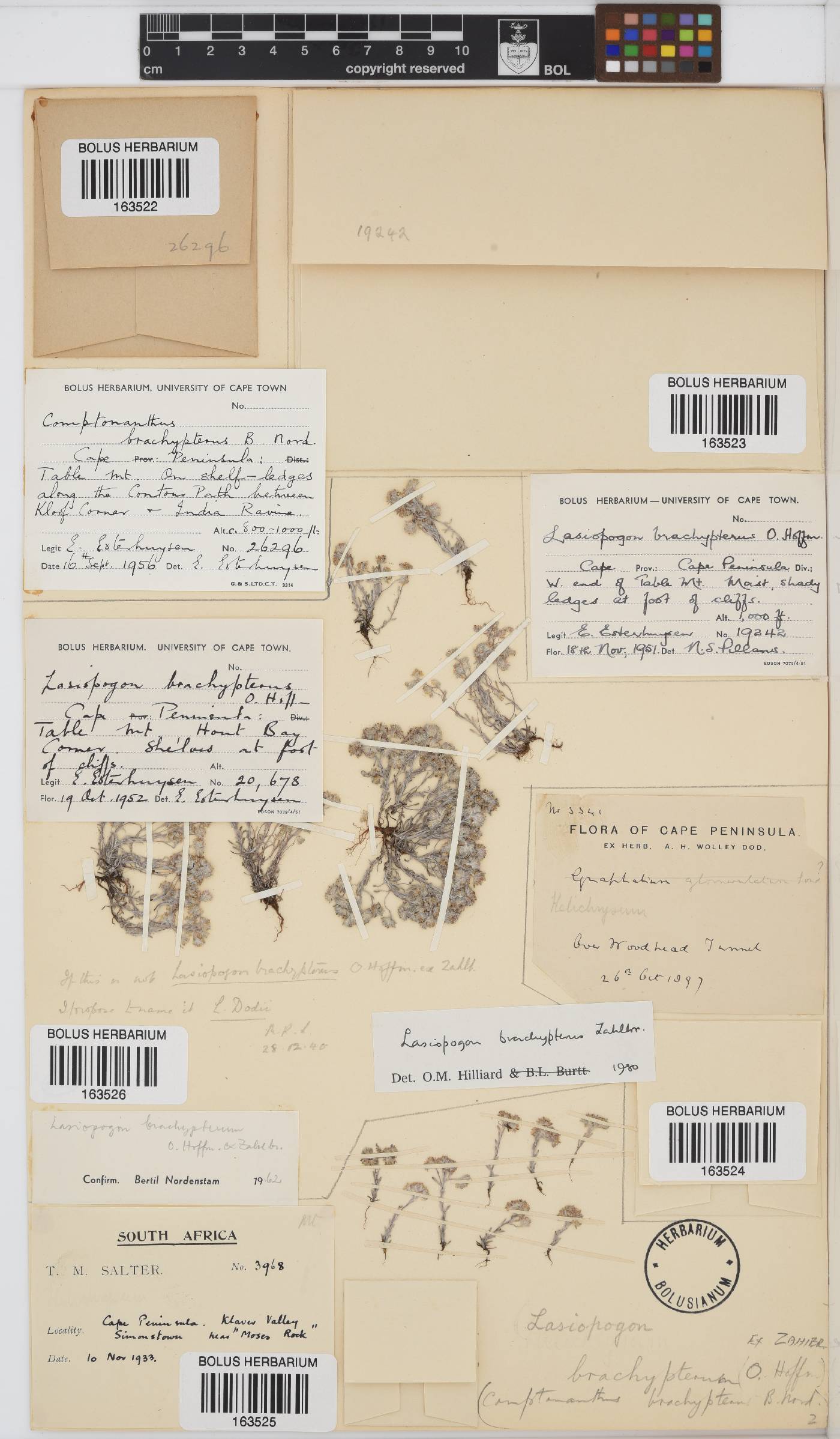 Lasiopogon image